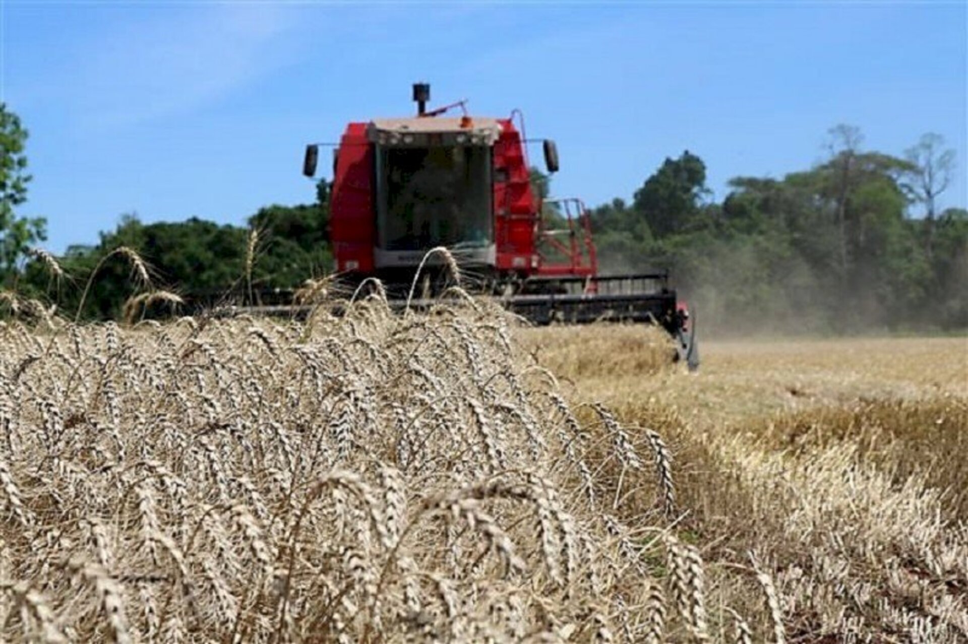 Colheita de trigo chegou a 85% da área cultivada no Estado