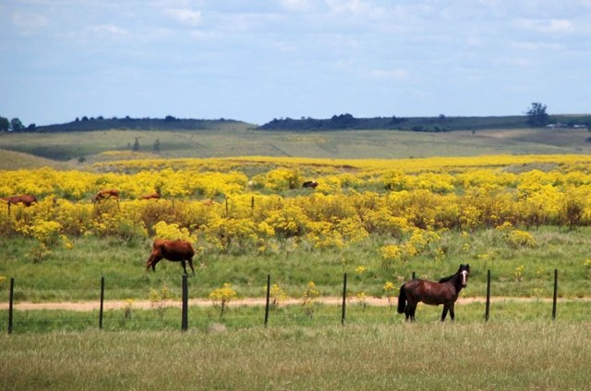 Planta é responsável pela intoxicação de animais à campo