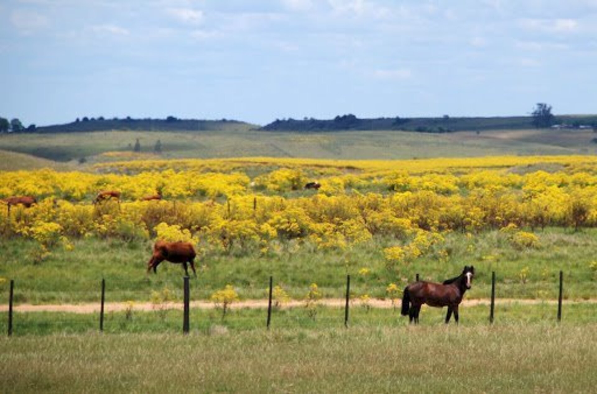 Planta é responsável pela intoxicação de animais à campo