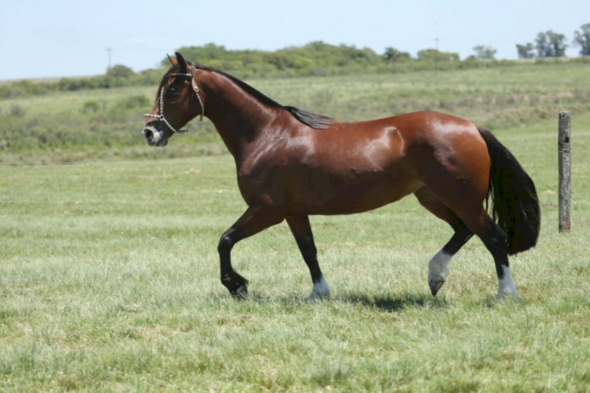 Estarão em pista 35 lotes de equinos da raça Crioula