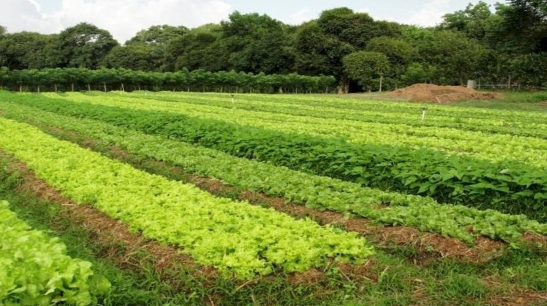 Condições climáticas foram adequada para o desenvolvimento das culturas