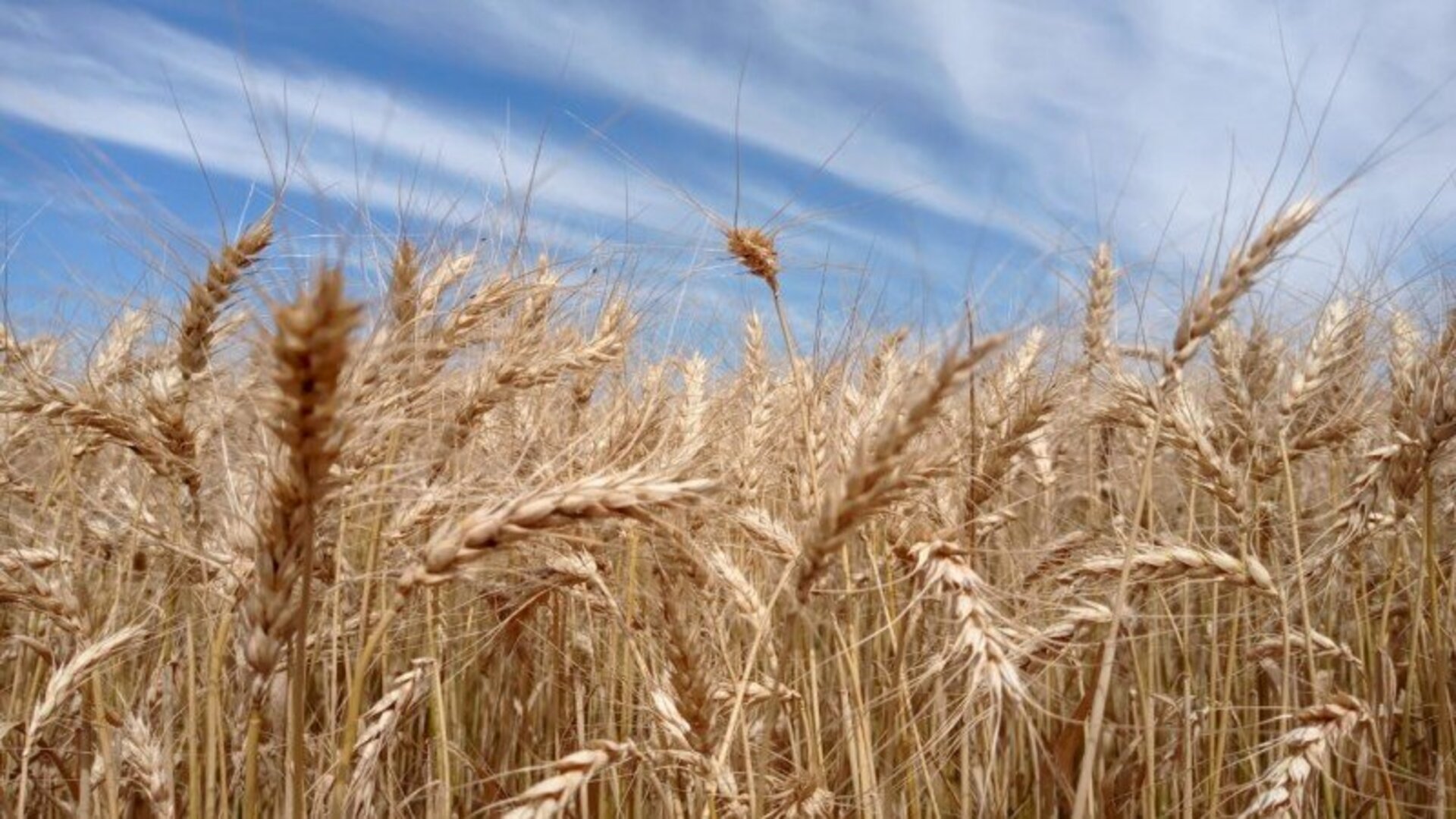 Colheita do trigo está tecnicamente encerrada em todas regiões