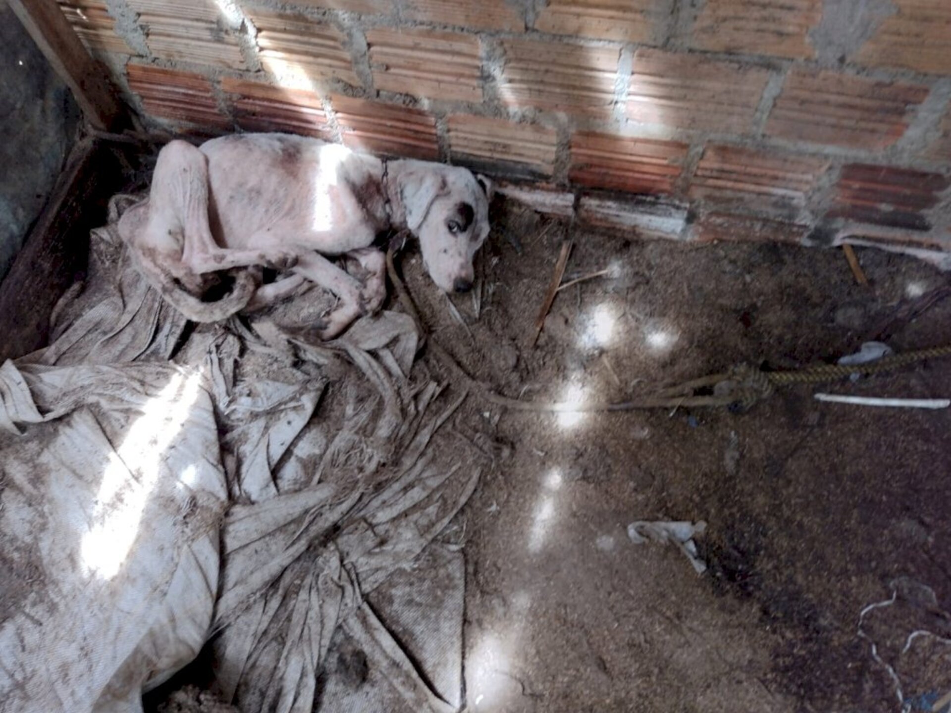 Um dos animais em estado deplorável