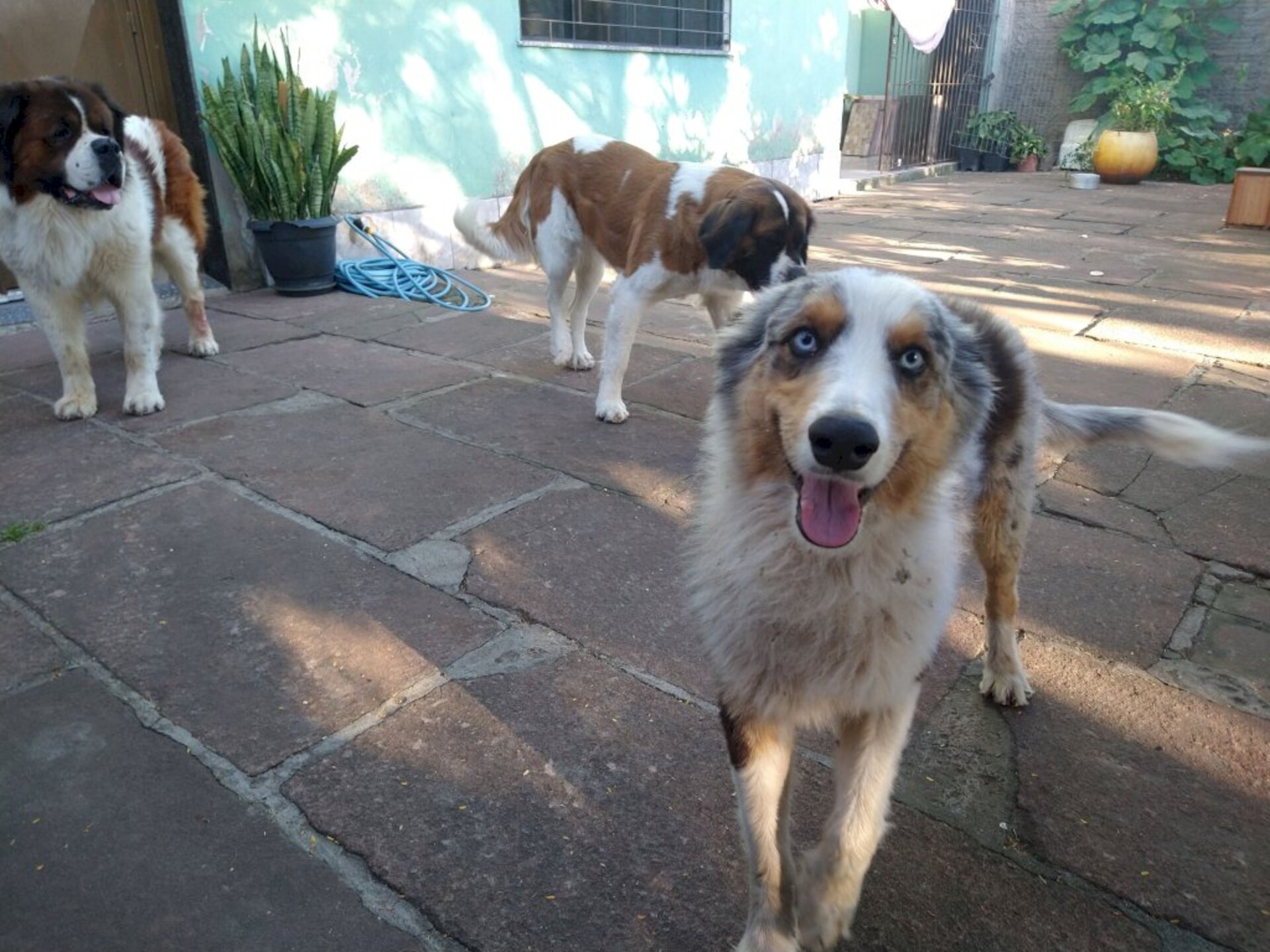 Animais sensíveis sofrem nesta época do ano