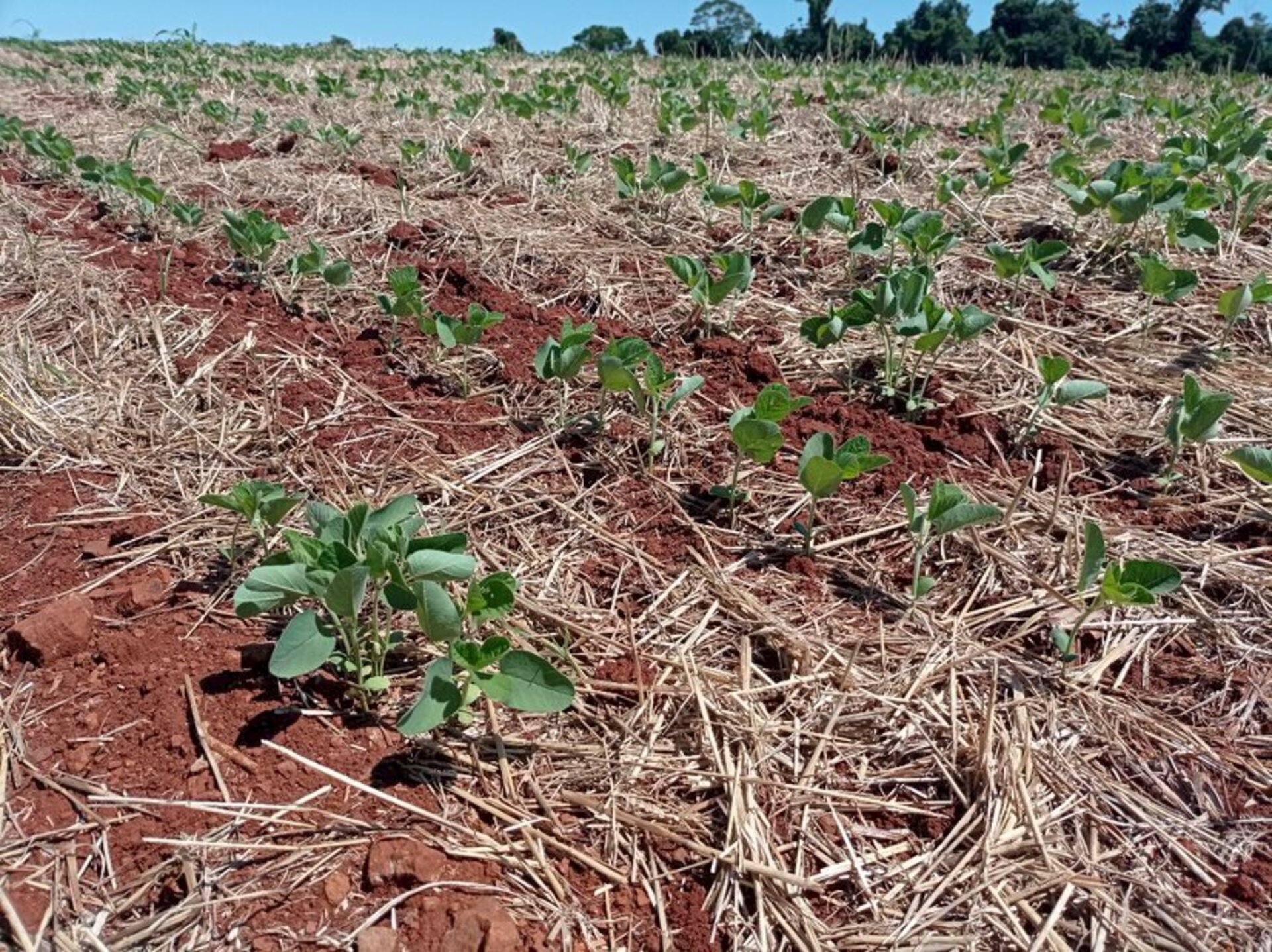 Escassez de chuva no Estado dificulta avanço no plantio da soja
