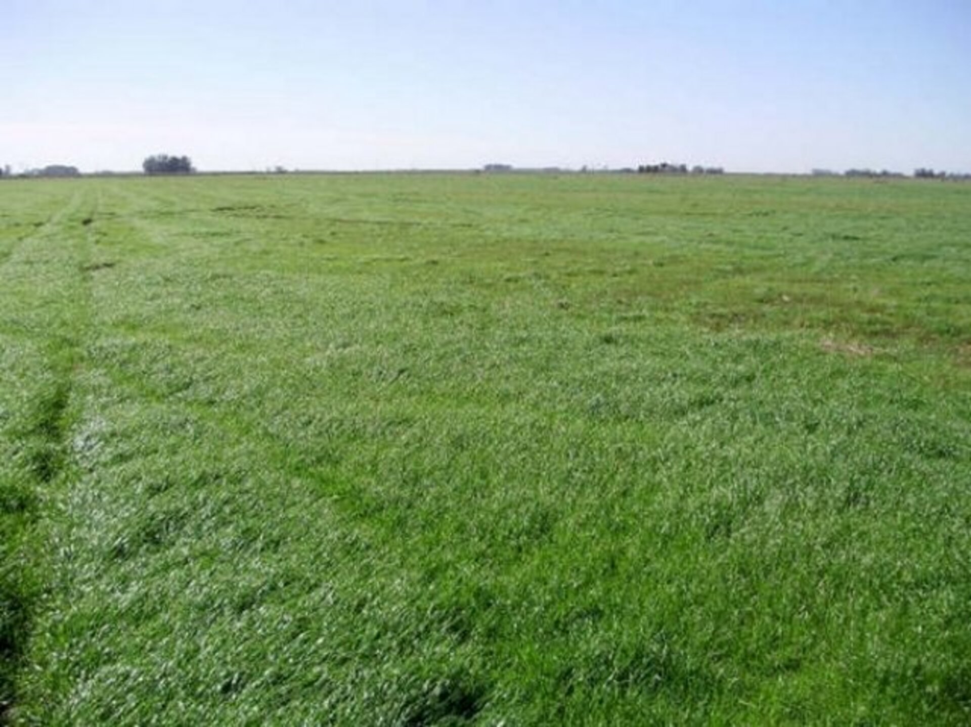Azevém está ente as espécies que podem ser plantadas