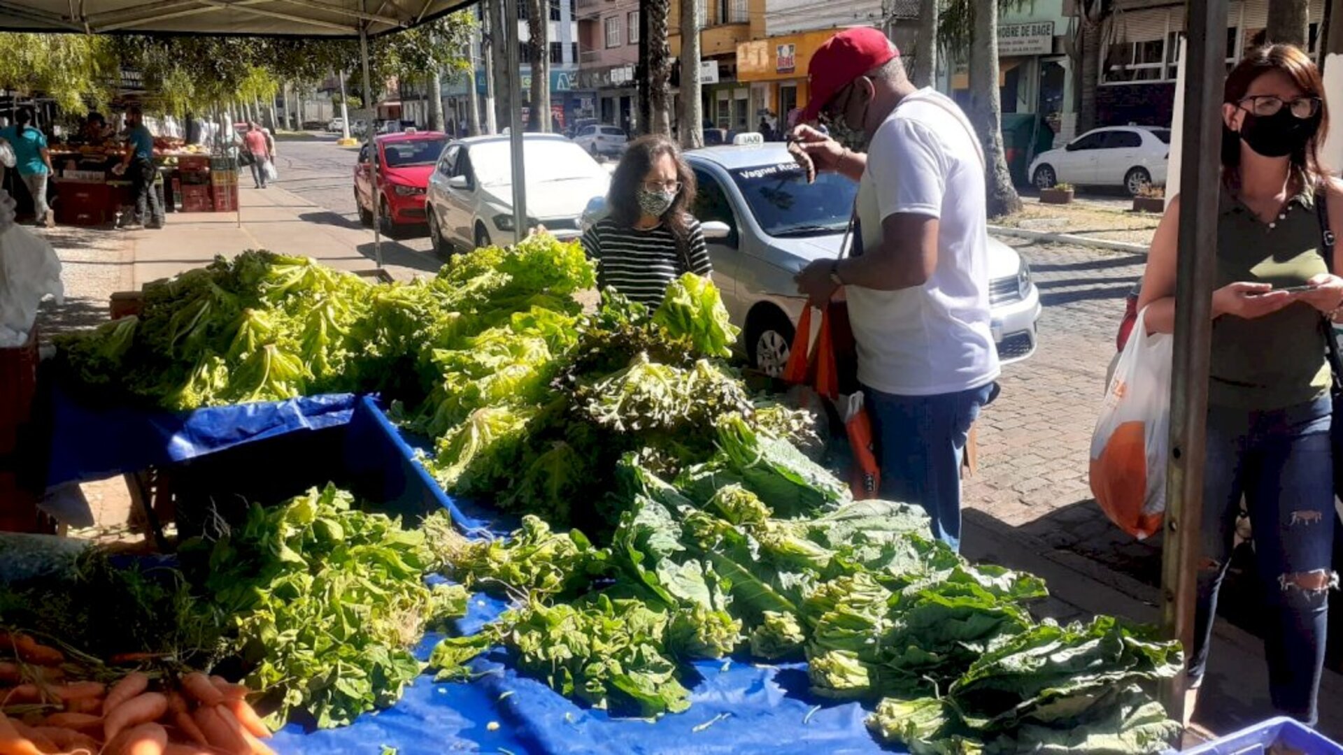 Estiagem castiga as folhosas