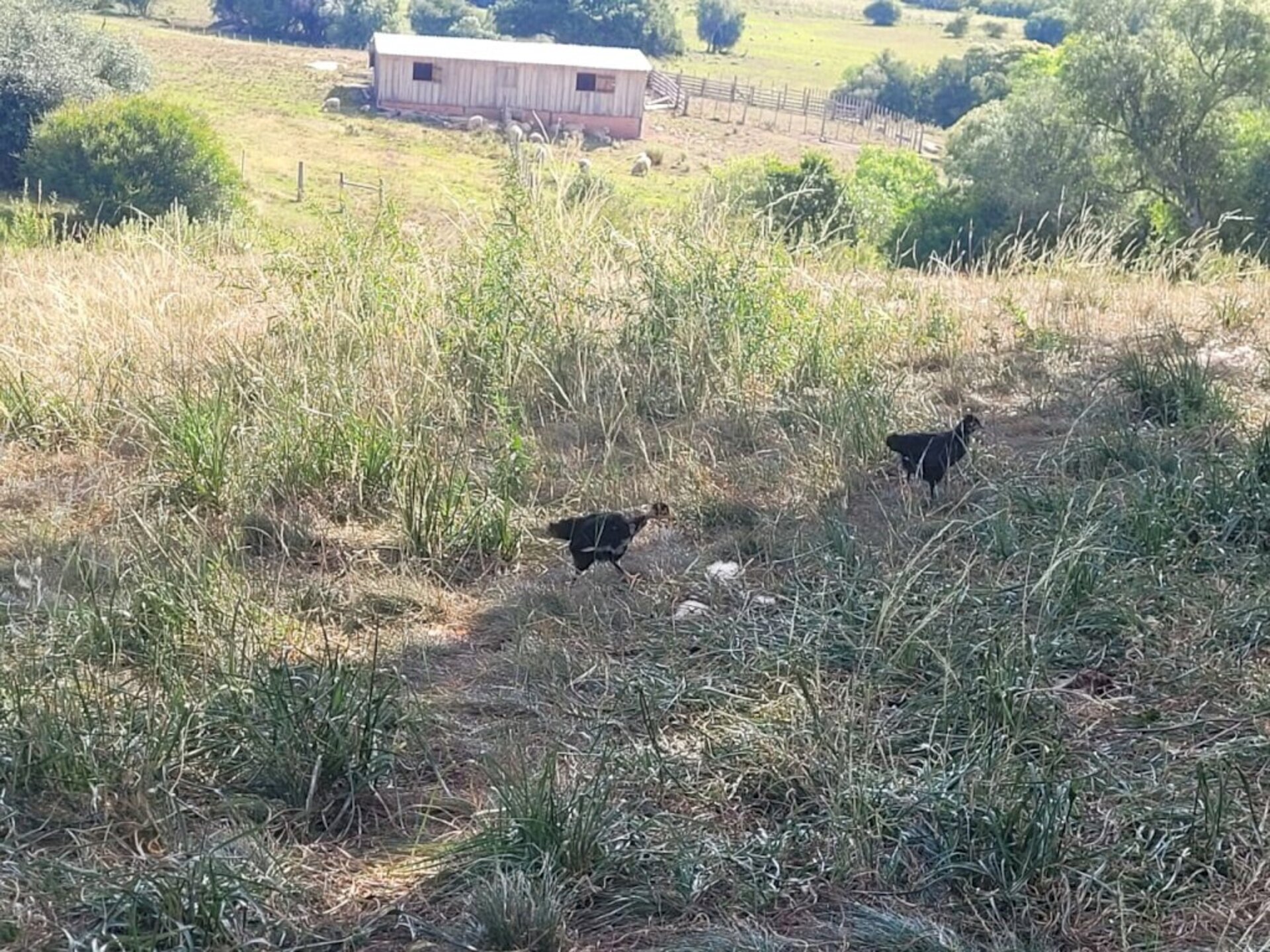 Grandes e pequenos animais sentem o clima severo