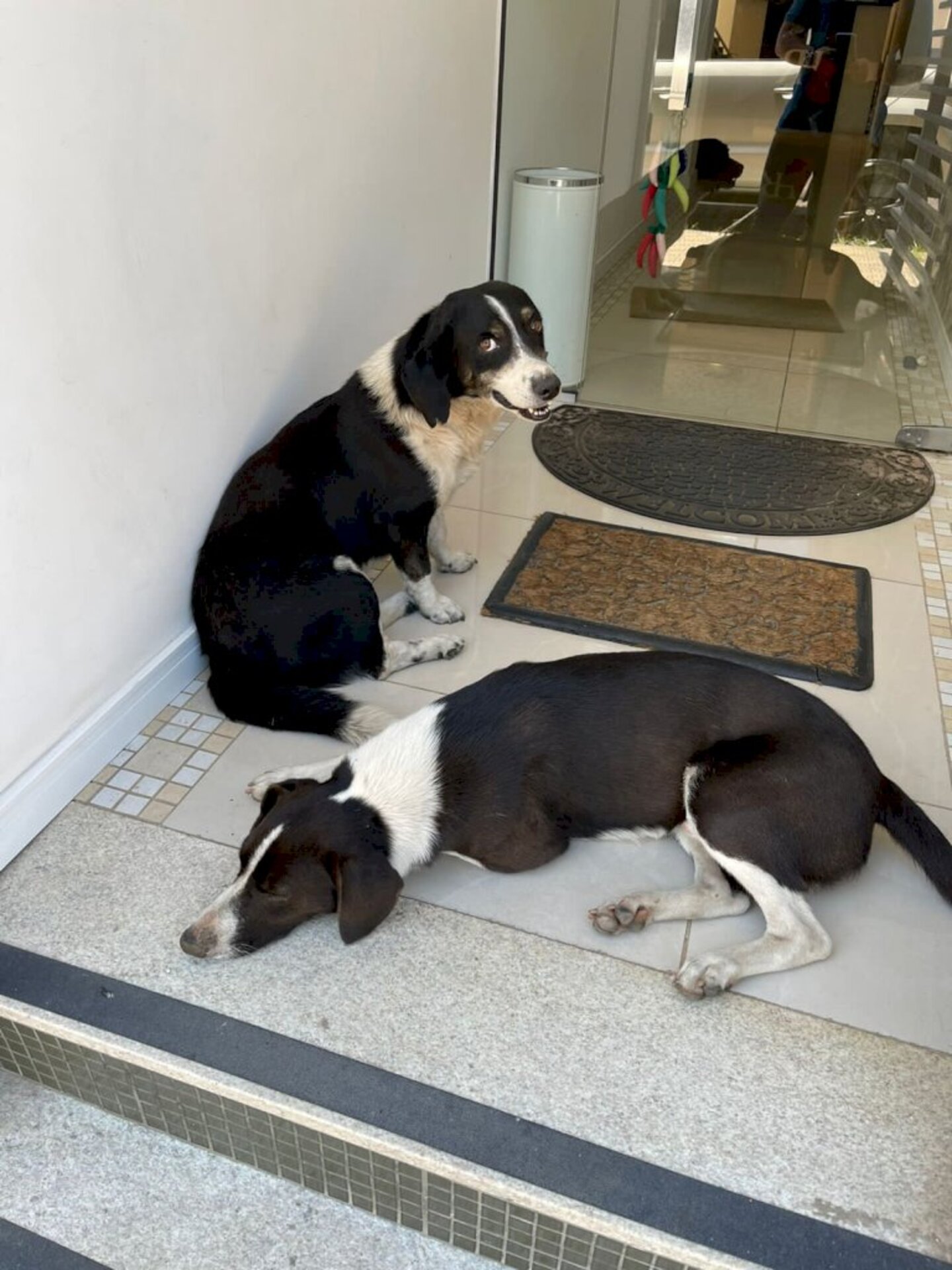 Cachorros vão até o escritório do advogado para se refrescar