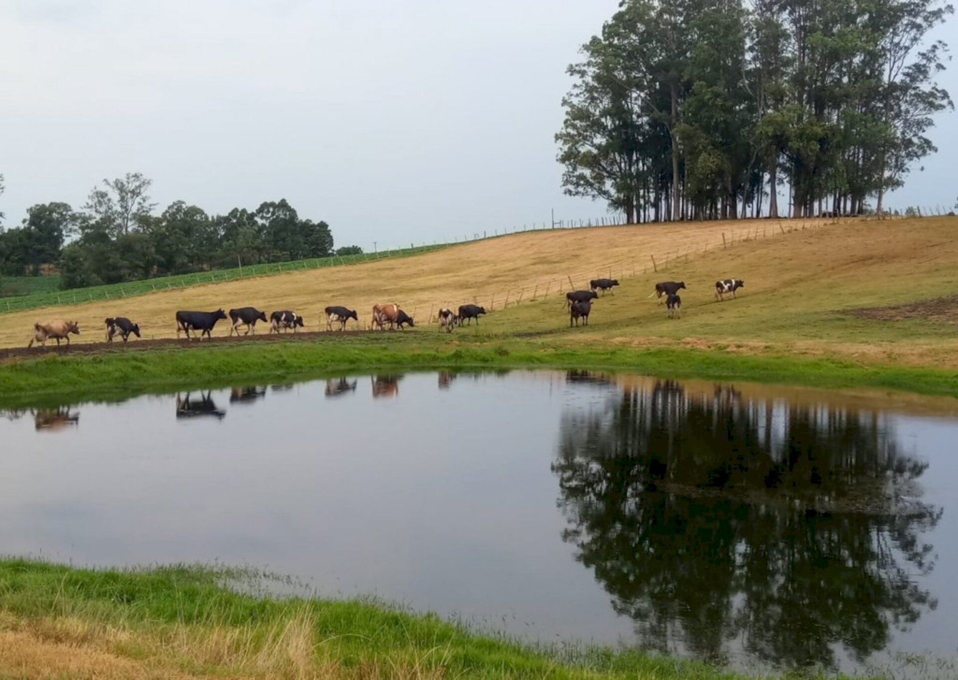 Gado é o que mais sofre com a falta de chuva