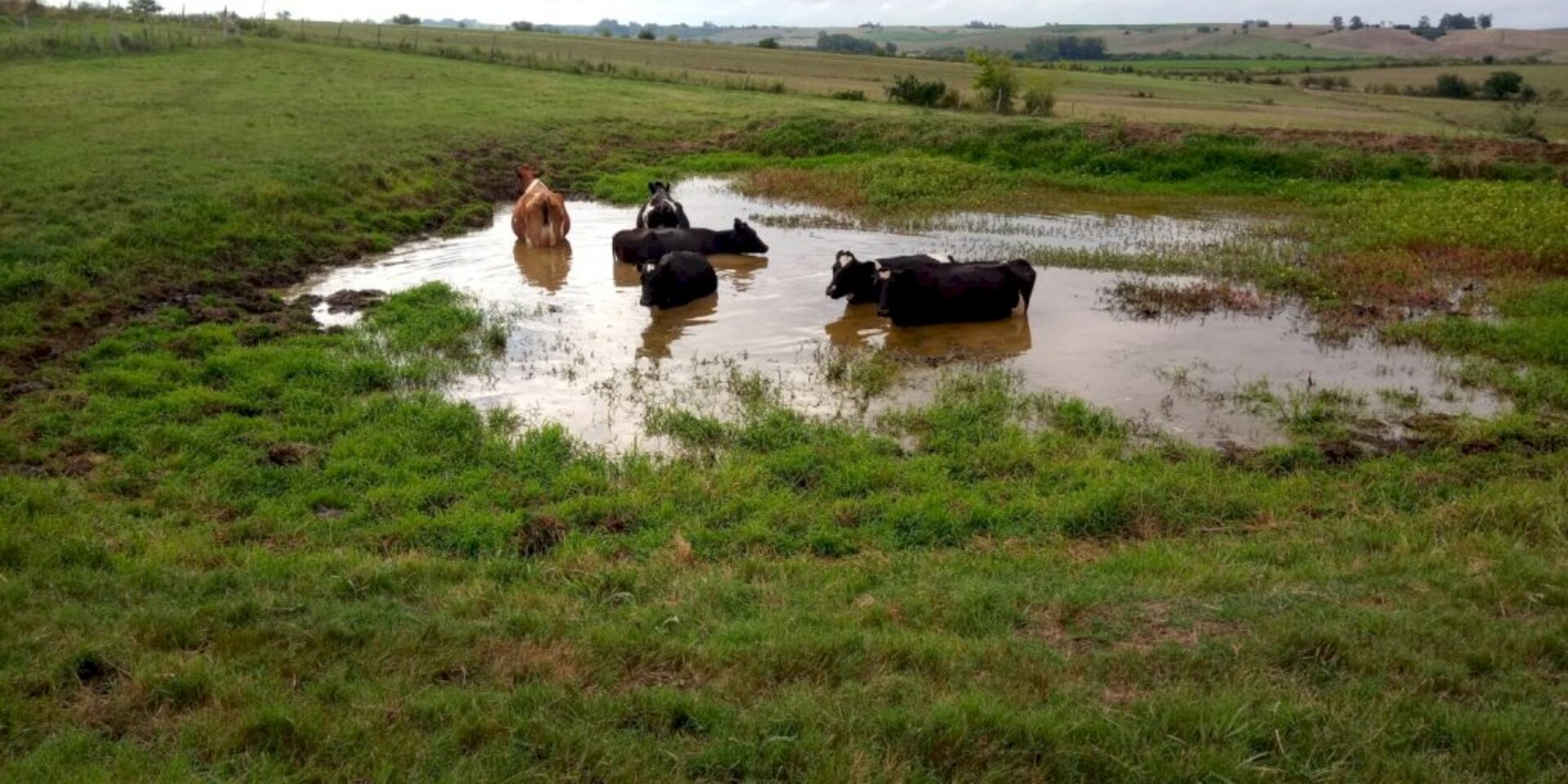 Vacas procuram maneiras para se refrescar