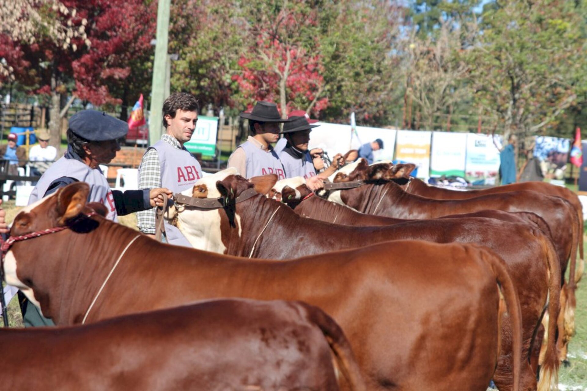 Feira soma pontos para o Ranking Nacional de Criadores da ABHB