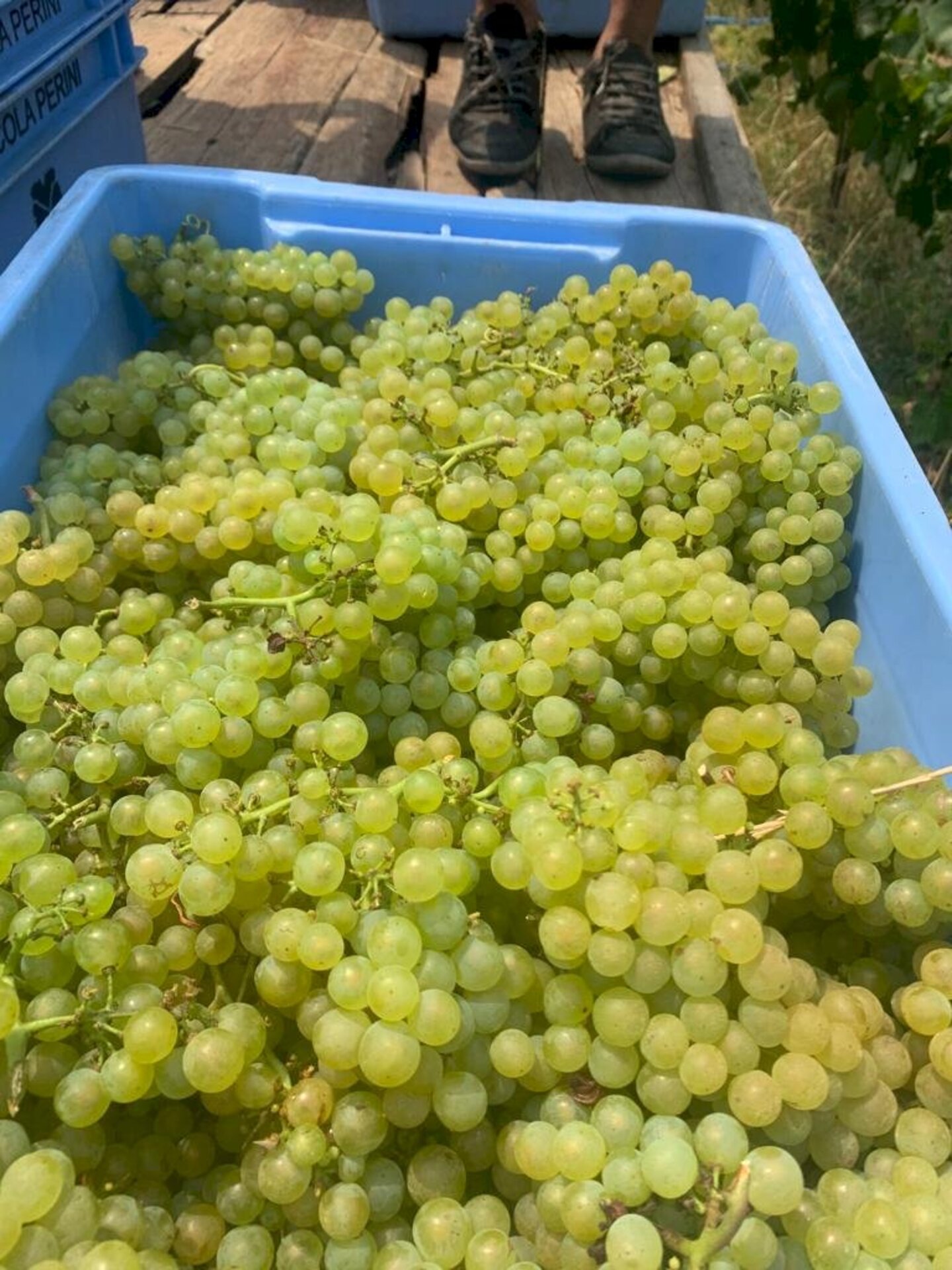 Colheita começa pela uva branca