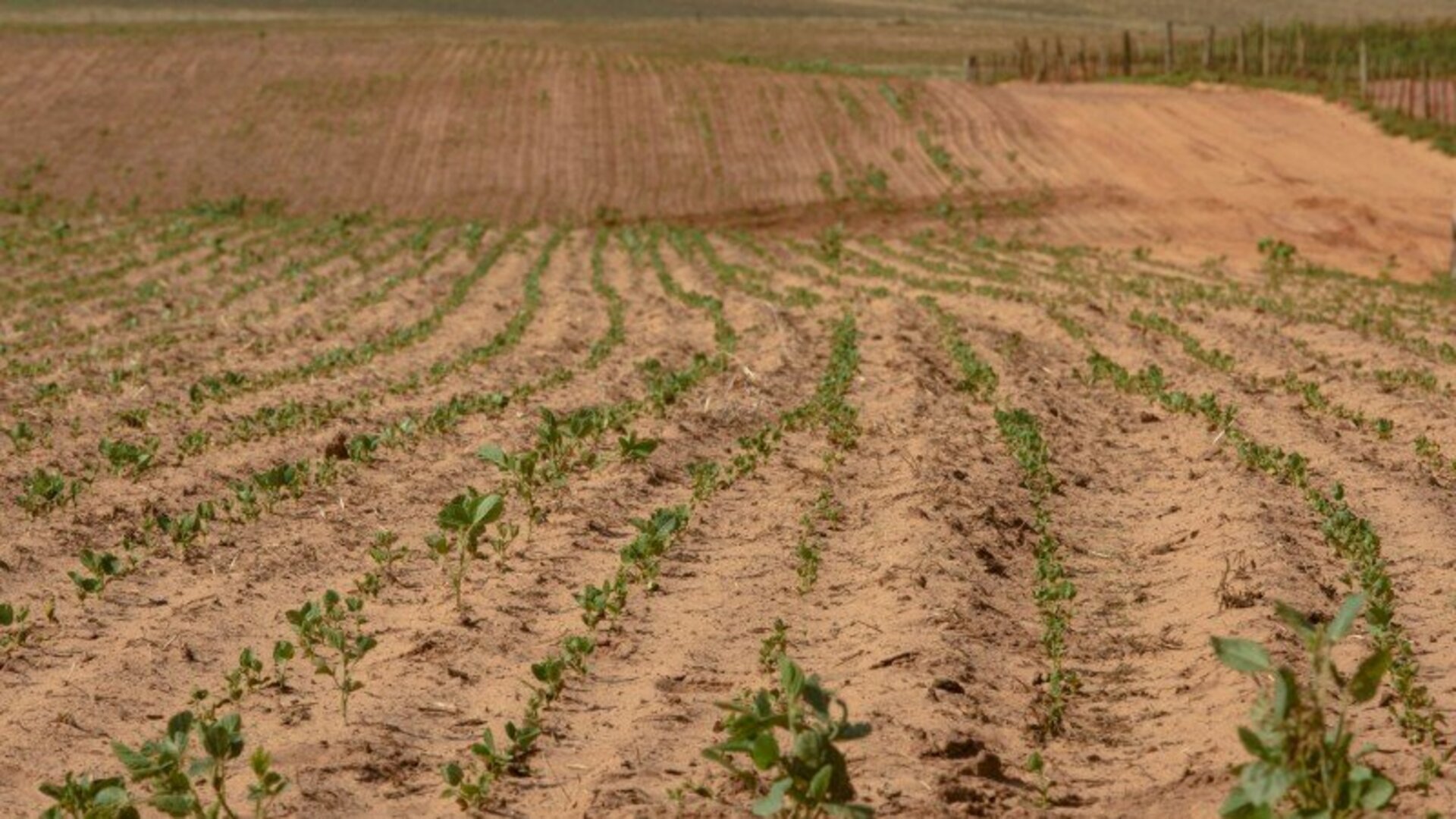 Produtores não colherão mais do que 11,1 milhões de toneladas de soja