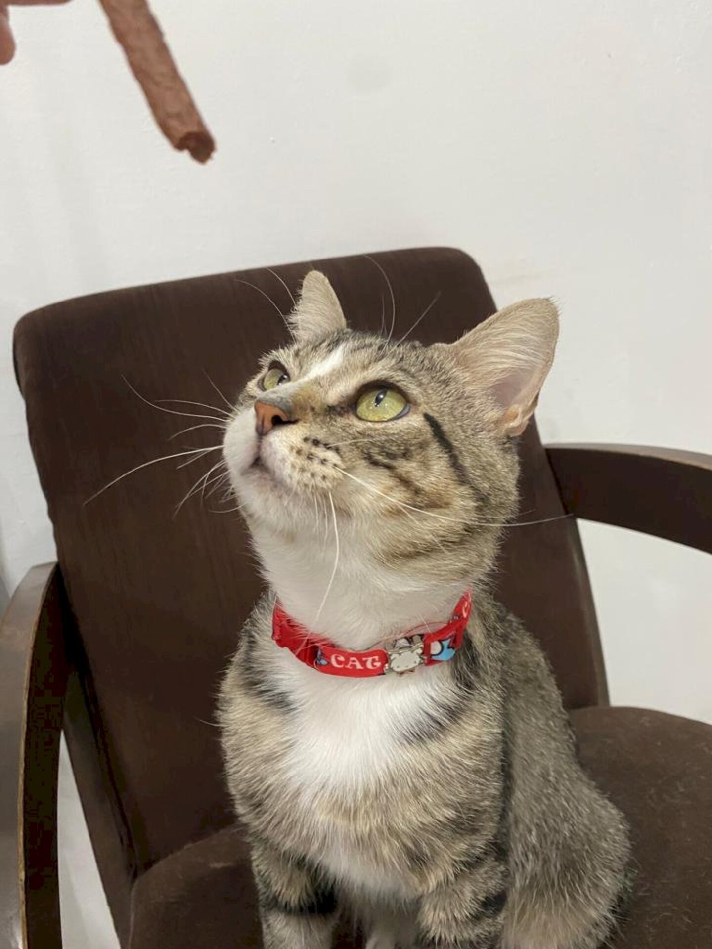 Felpo é positivo para FIV e FELV e está bem após tratamento