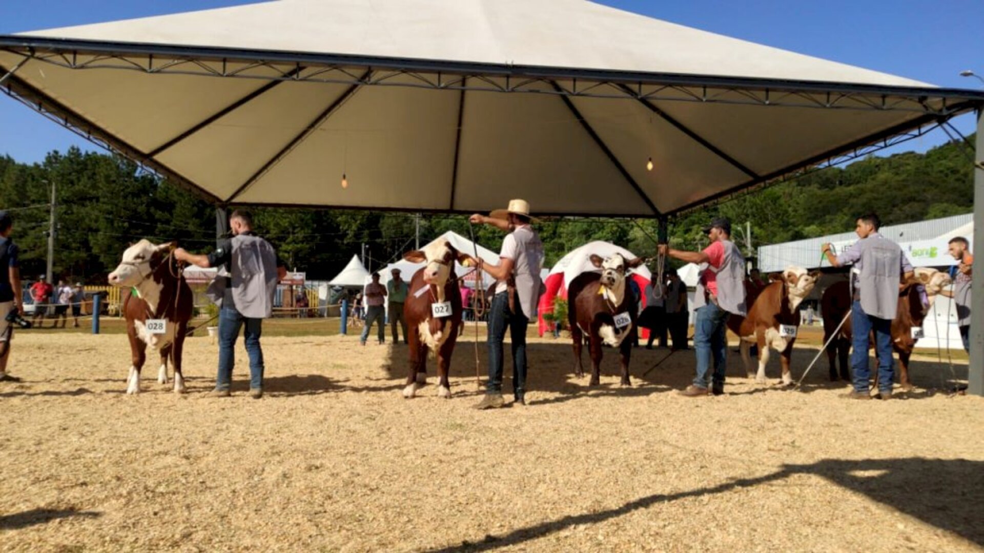 Inscrições são para exemplares rústicos e de argola Hereford e Braford