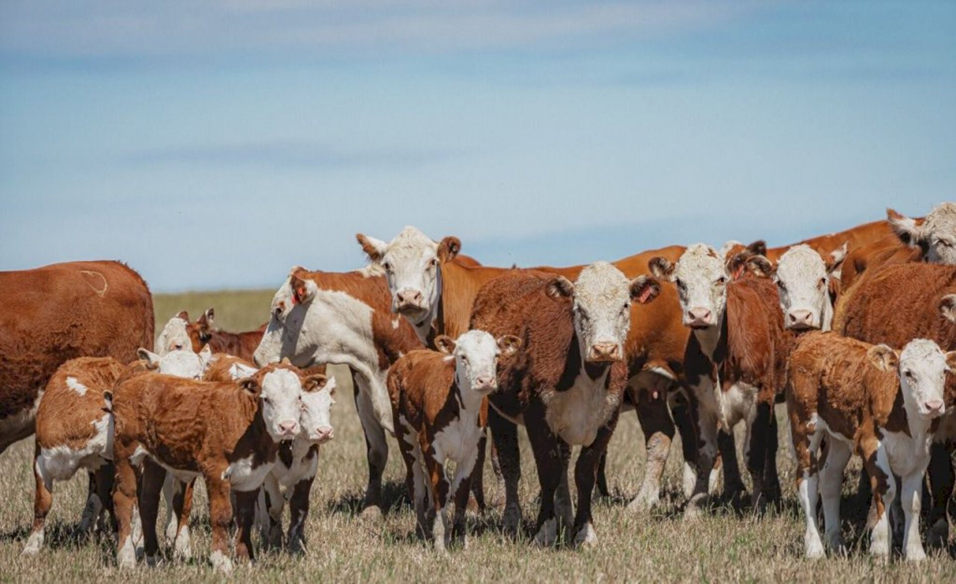 Mais de 11 mil animais foram avaliados na desmama