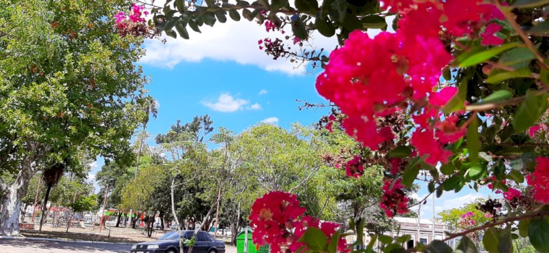 Ruas floridas da Rainha da Fronteira encantam os apreciadores da natureza