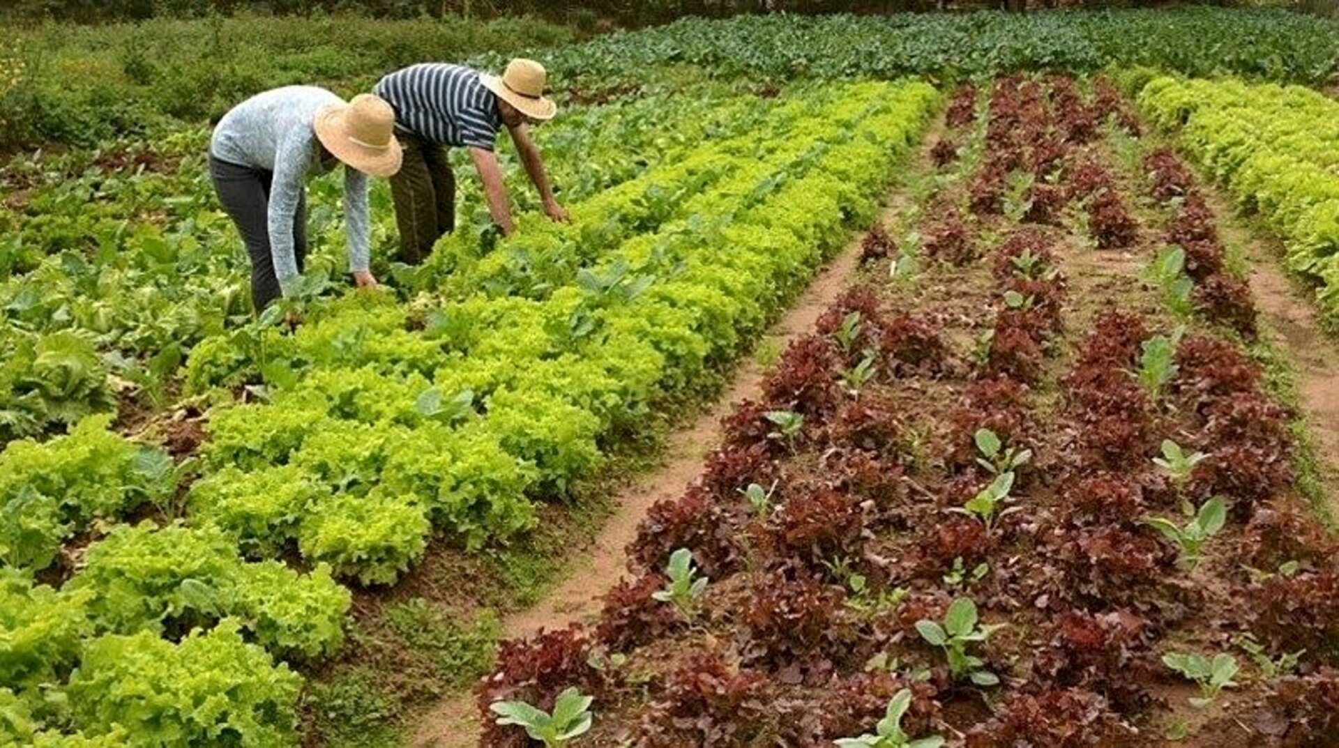 Programa beneficia agricultores familiares