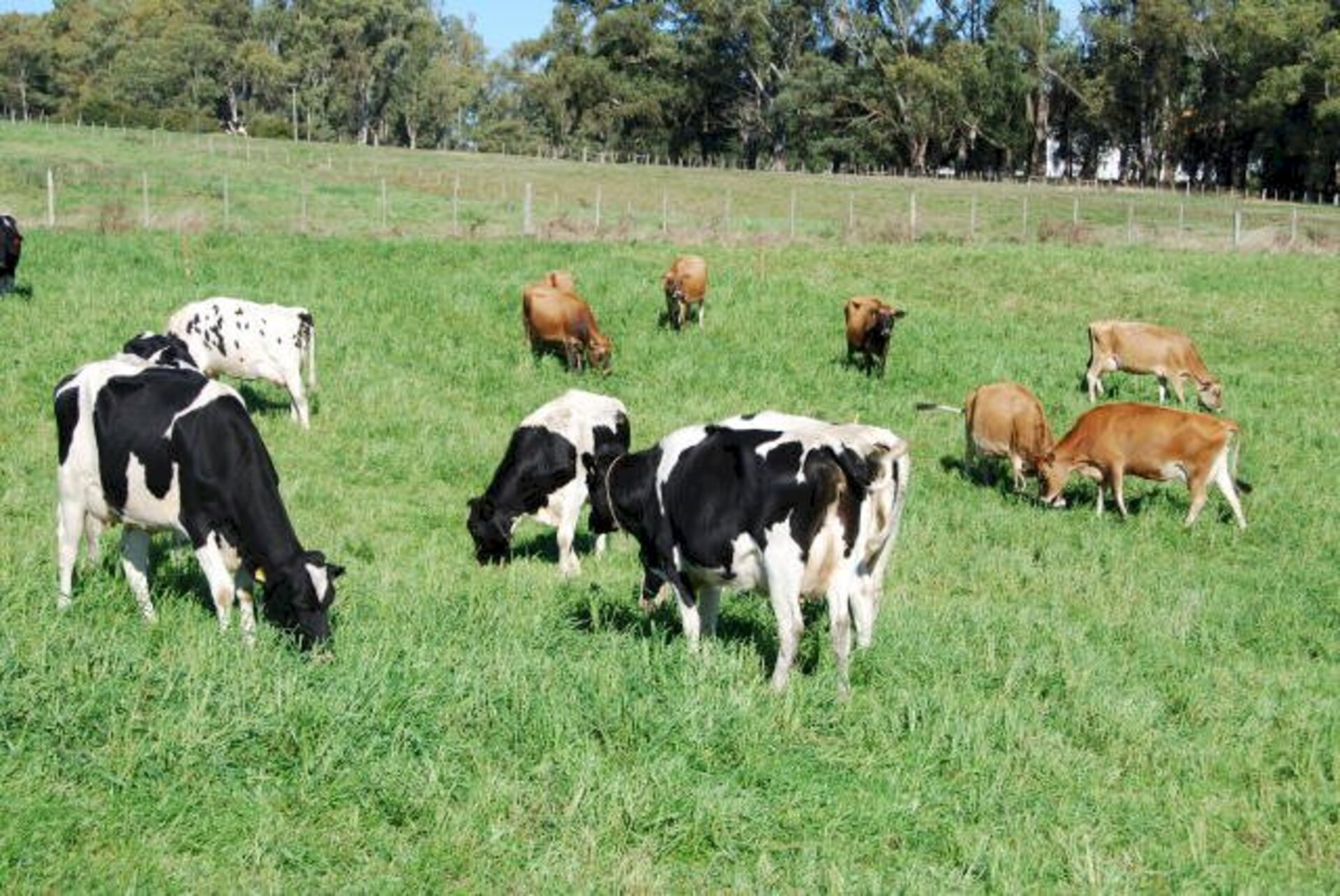 Bovinos de leite são os mais beneficiados