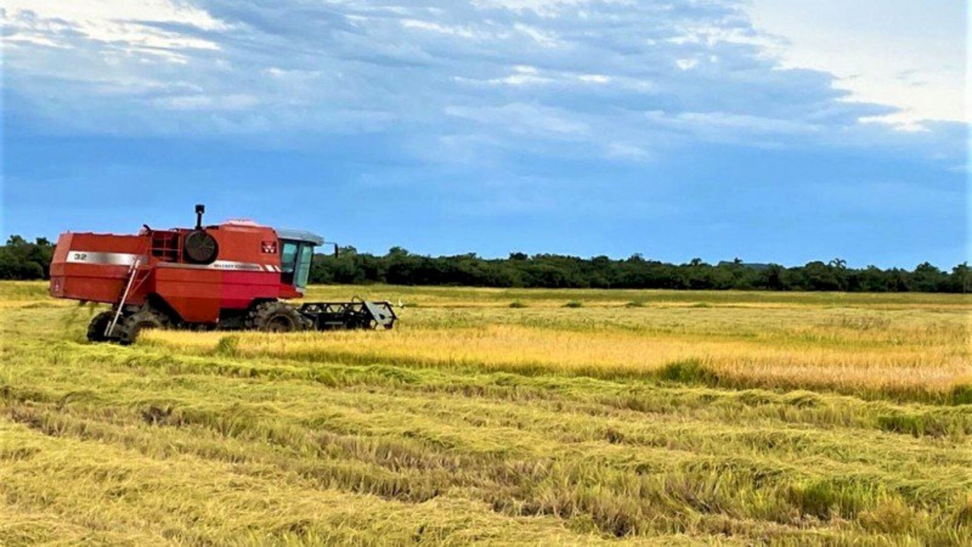Colheita do grão chega a quase 50% da área total semeada
