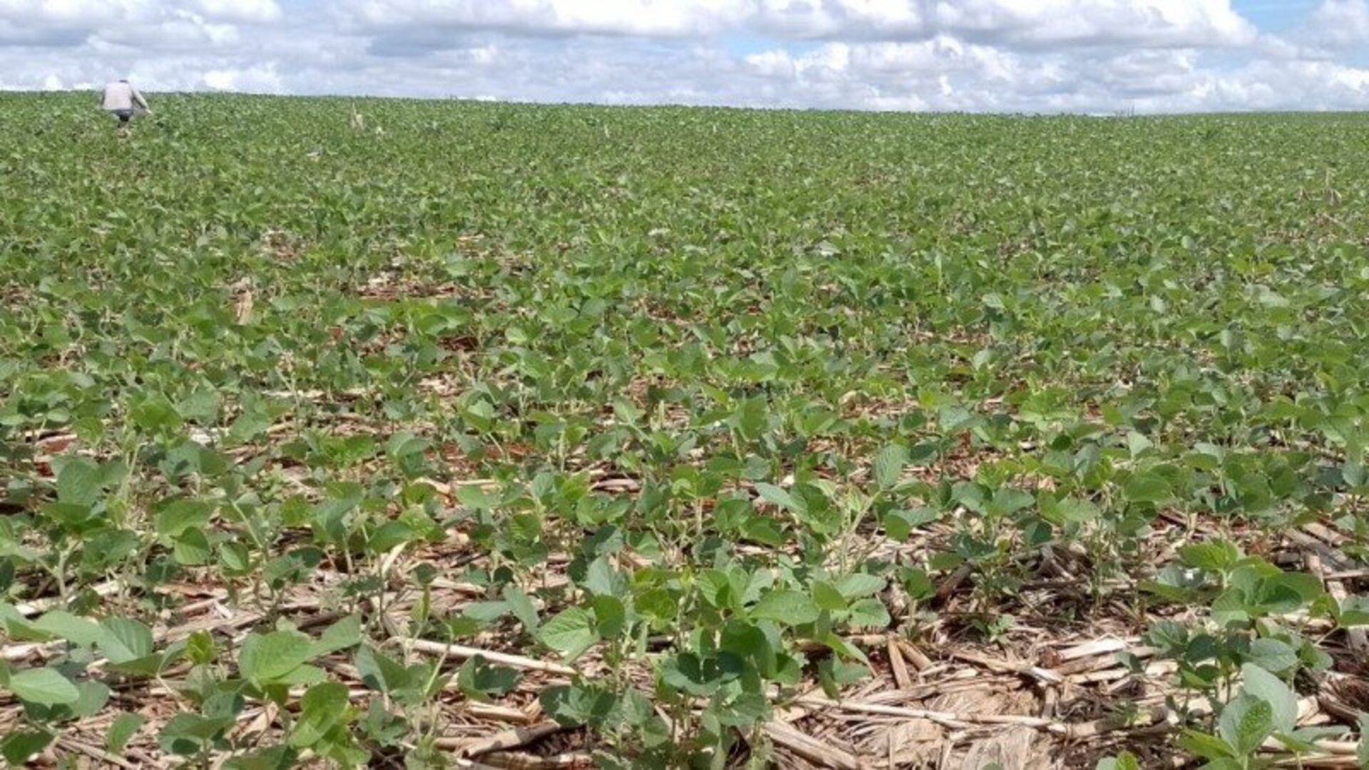 Colheita do grão avançou para 14% dos cultivos e outros 34% estão em maturação.