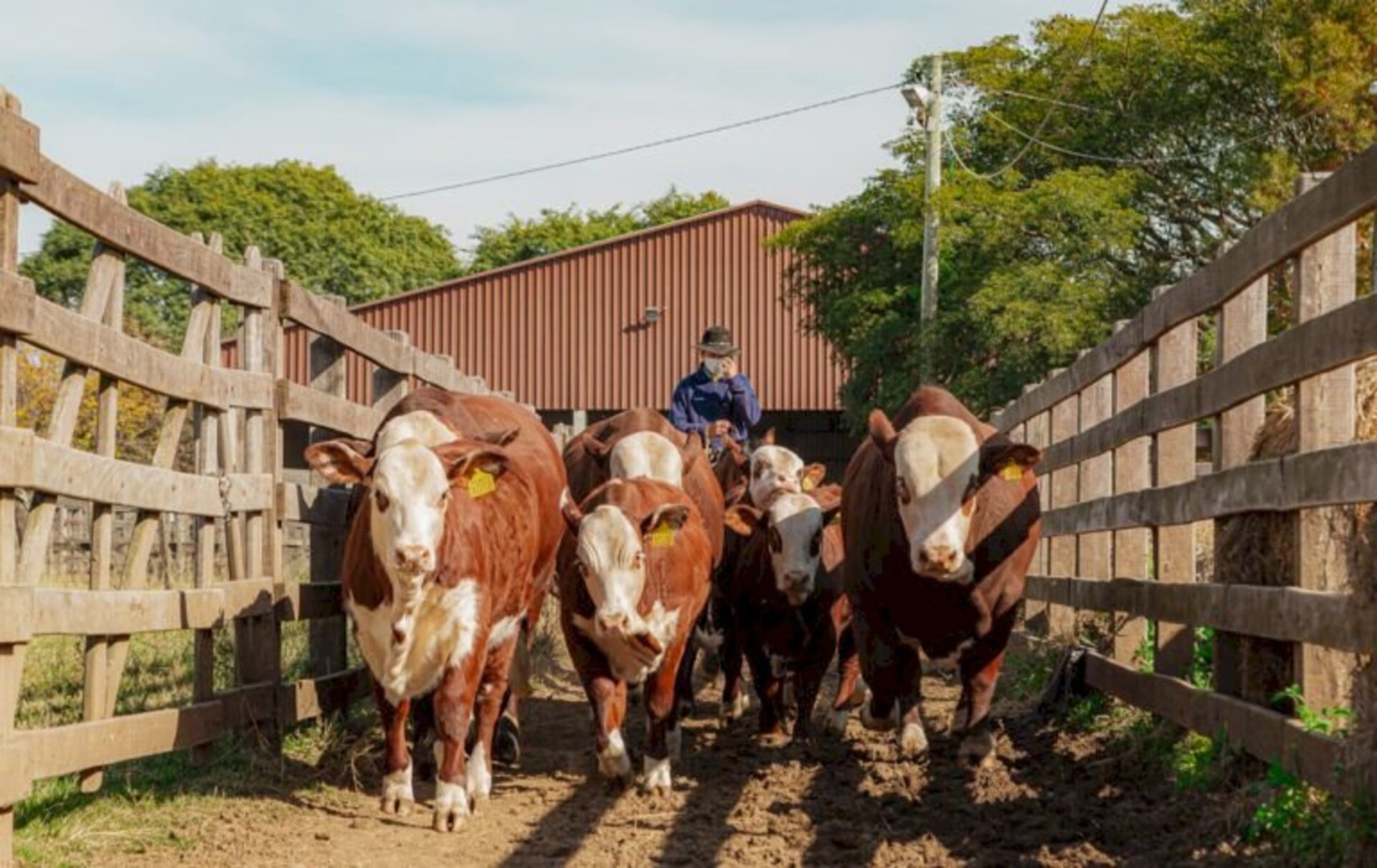 Feira reúne bovnos das raças Hereford e Braford do Brasil