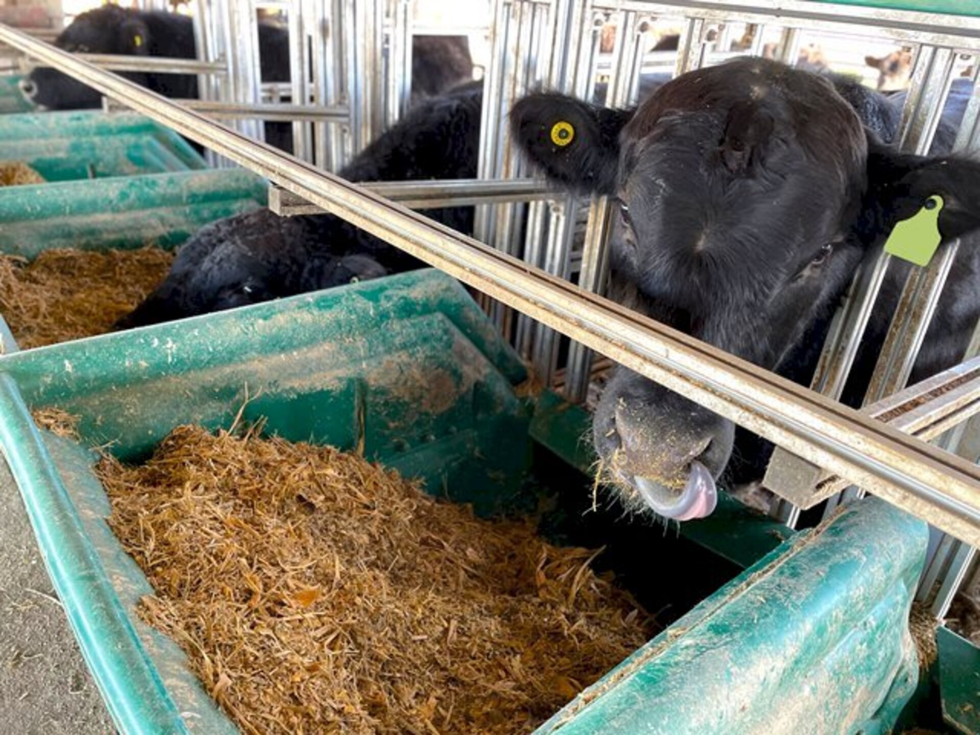 Vinte e nove bovinos estão na unidade de pesquisa em Bagé
