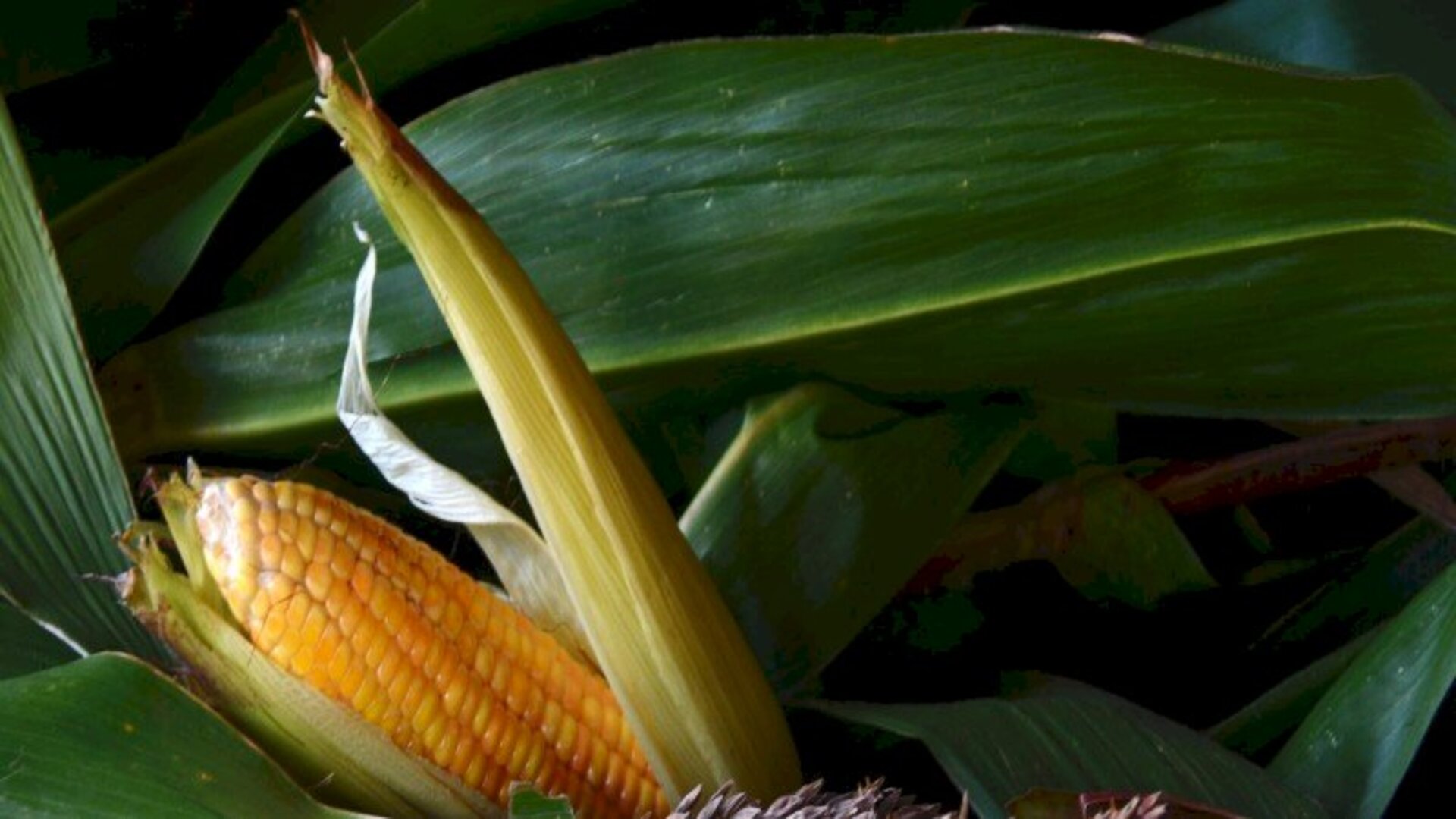 Serão beneficiados com essa ação 48 mil produtores gaúchos