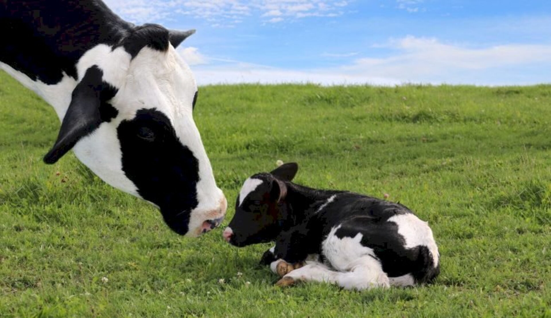 A agricultura e a pecuária familiar são responsáveis por grande parte do leite produzido