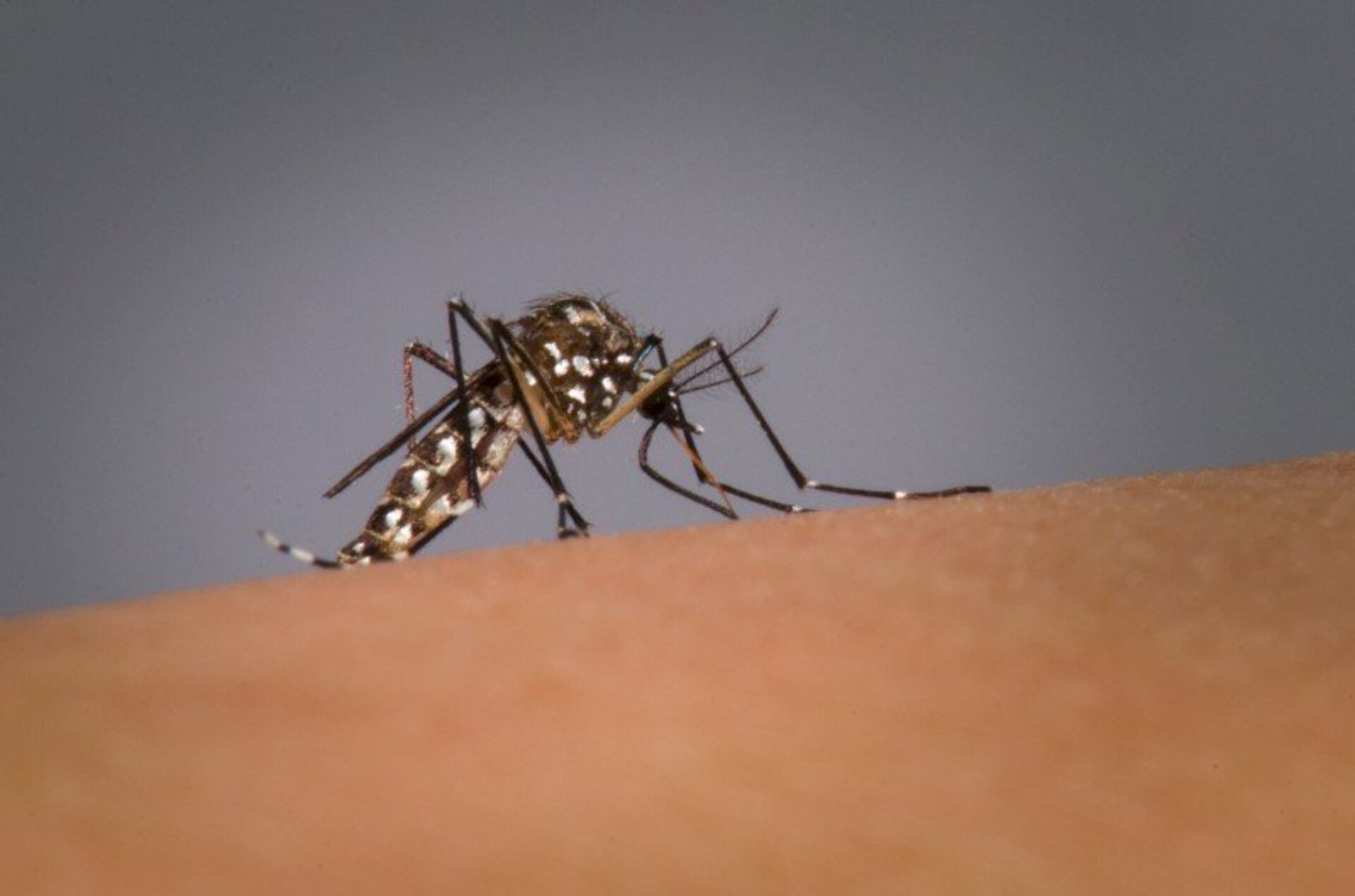 Aedes aegypti é o mosquito transmissor da dengue, zika e chikungunya