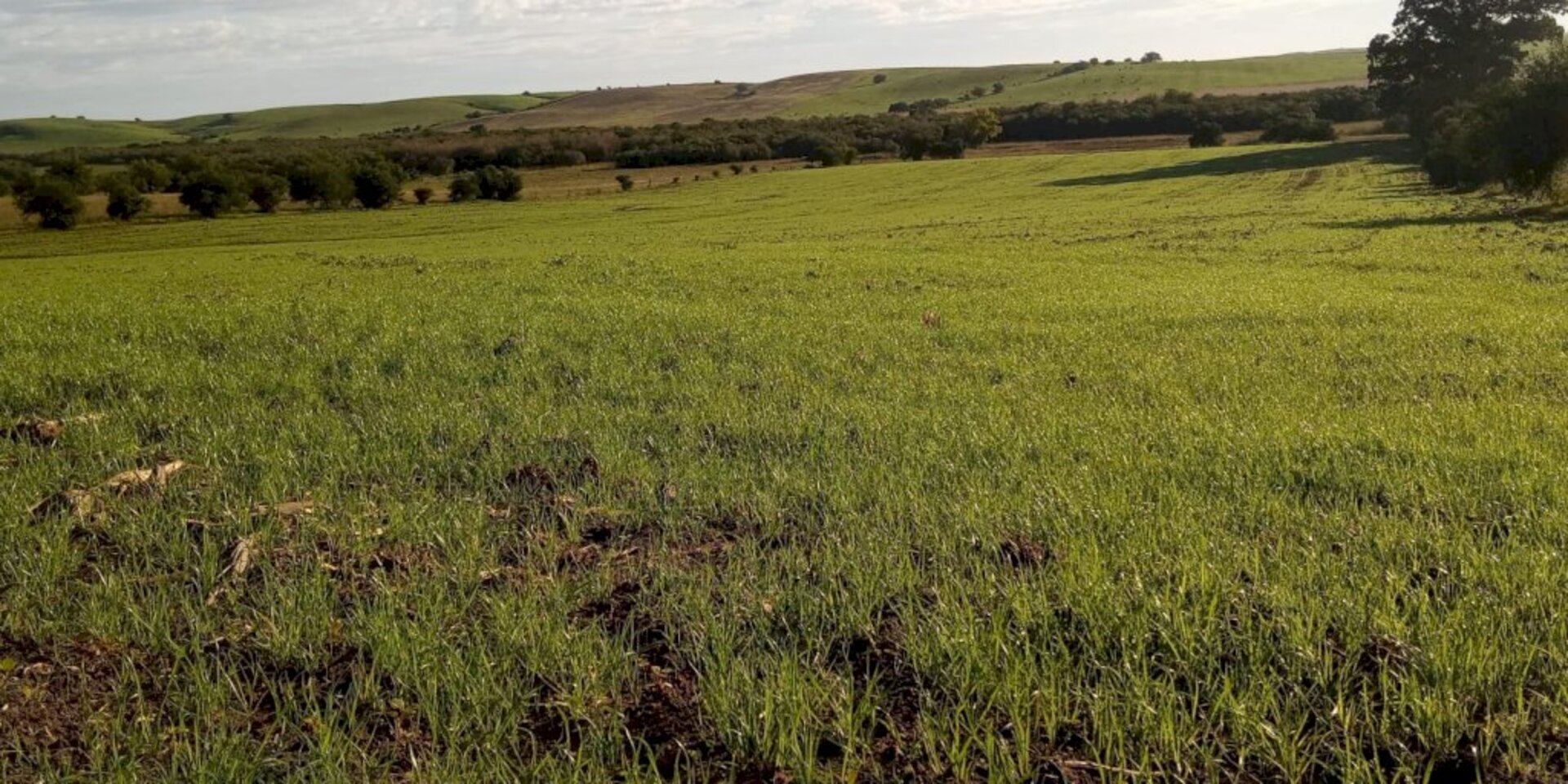 Clima mudou cenário dos campos e lavouras