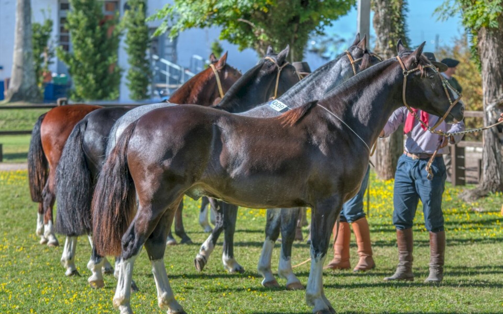 Mais de 100 animais foram admitidos para o Passaporte Morfologia 2022