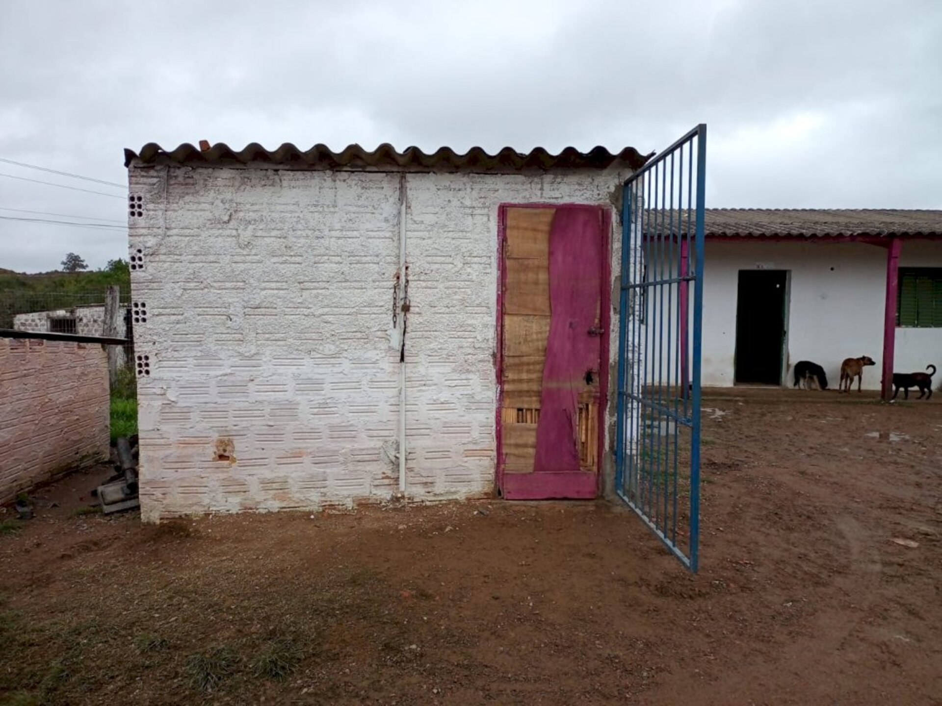 Canil - distante cerca de seis quilômetros da cidade - abriga 200 cães