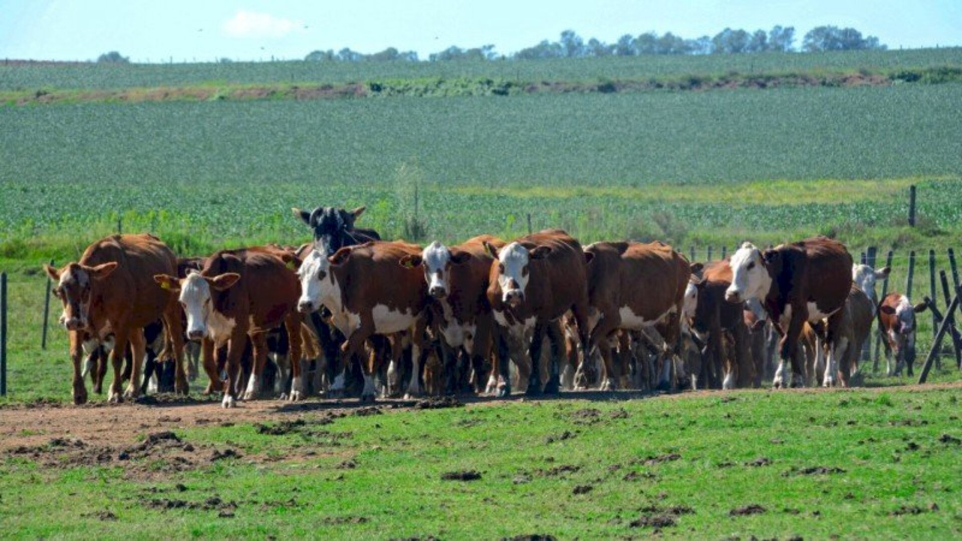 Novo status fortalece e valoriza pecuária gaúcha
