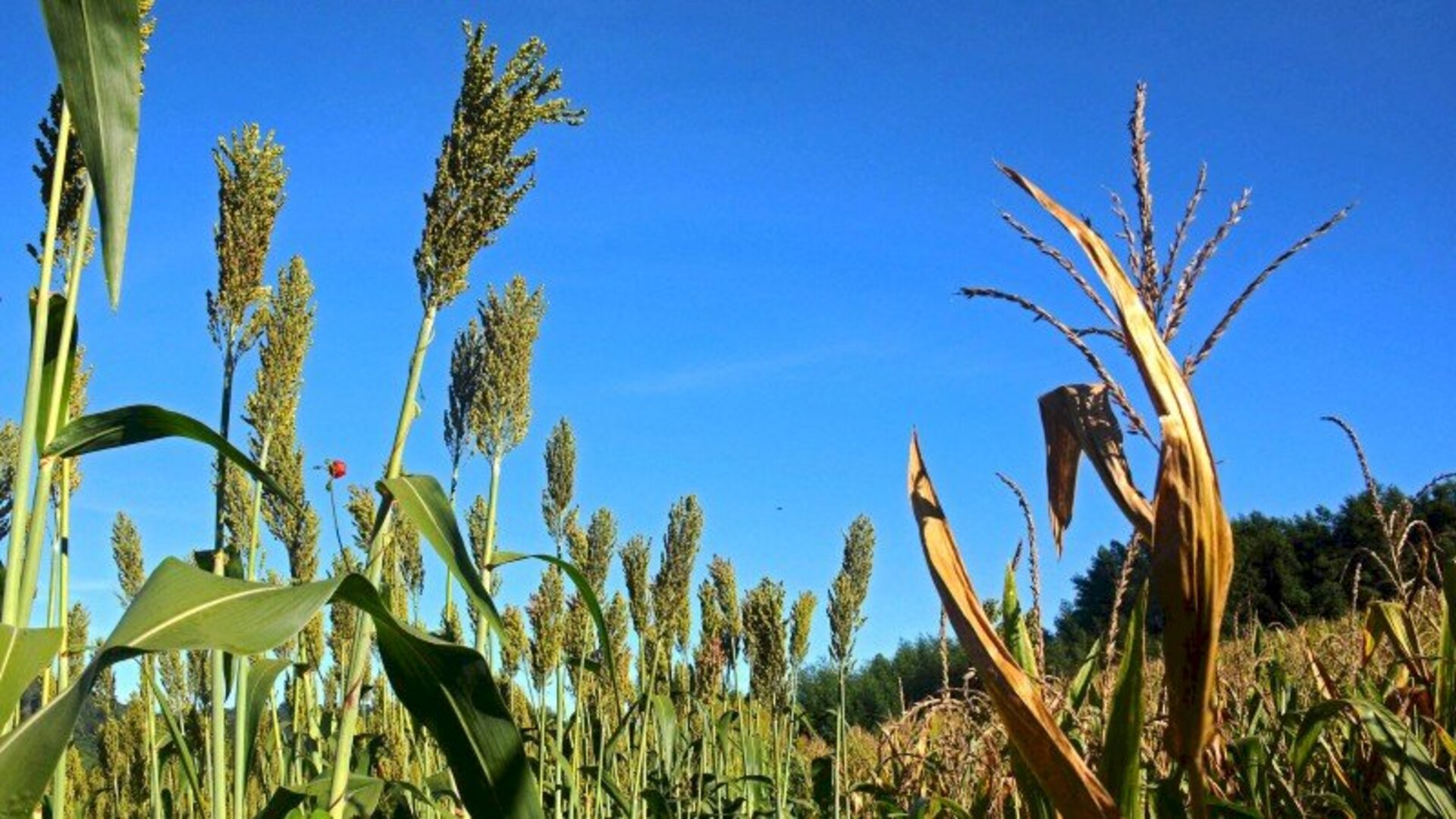 Programa vai oferecer cultivares de milho híbrido convencional e transgênico e de sorgo