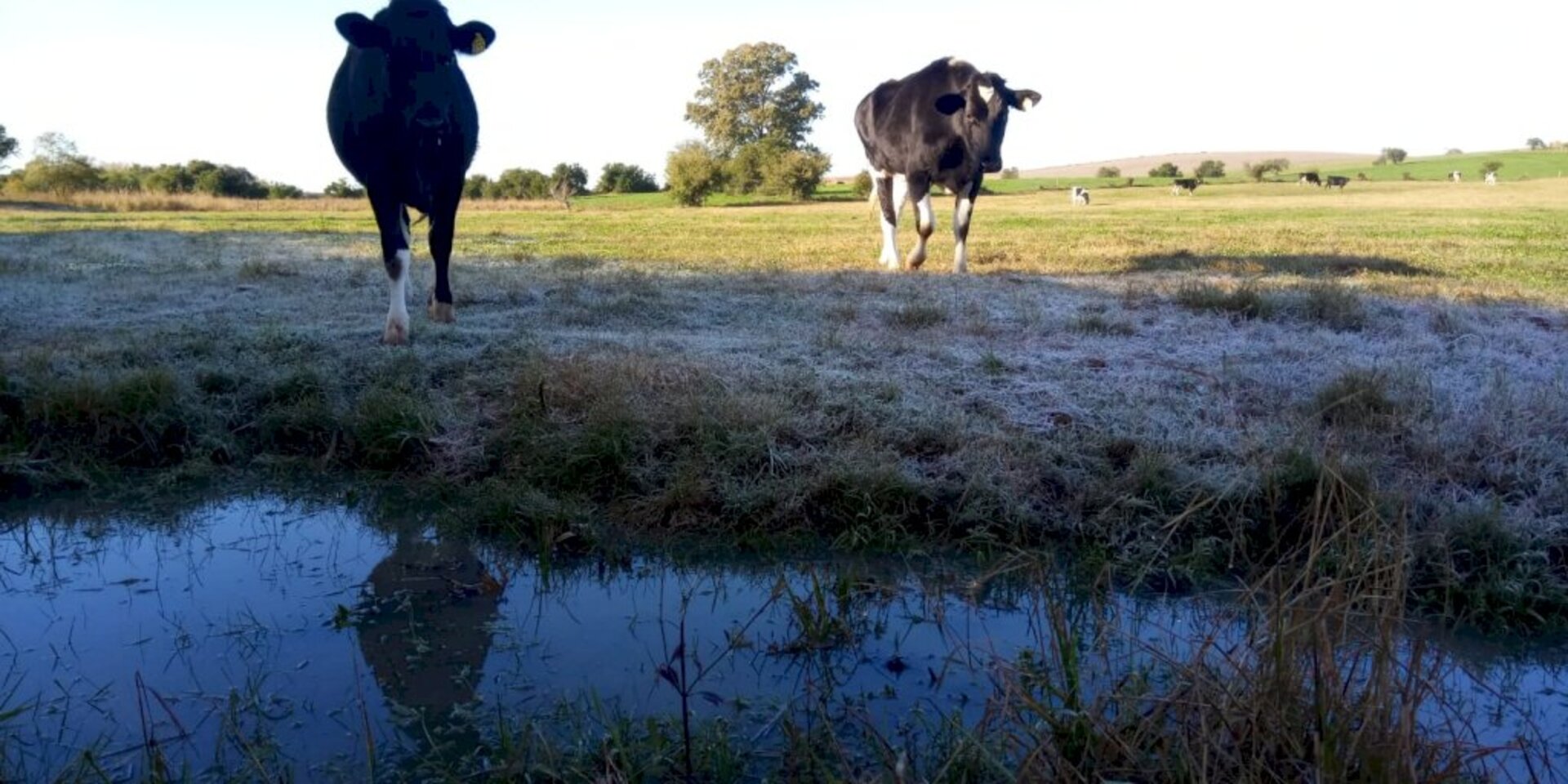 Obrigação sanitária é para quem trabalha com produção animal