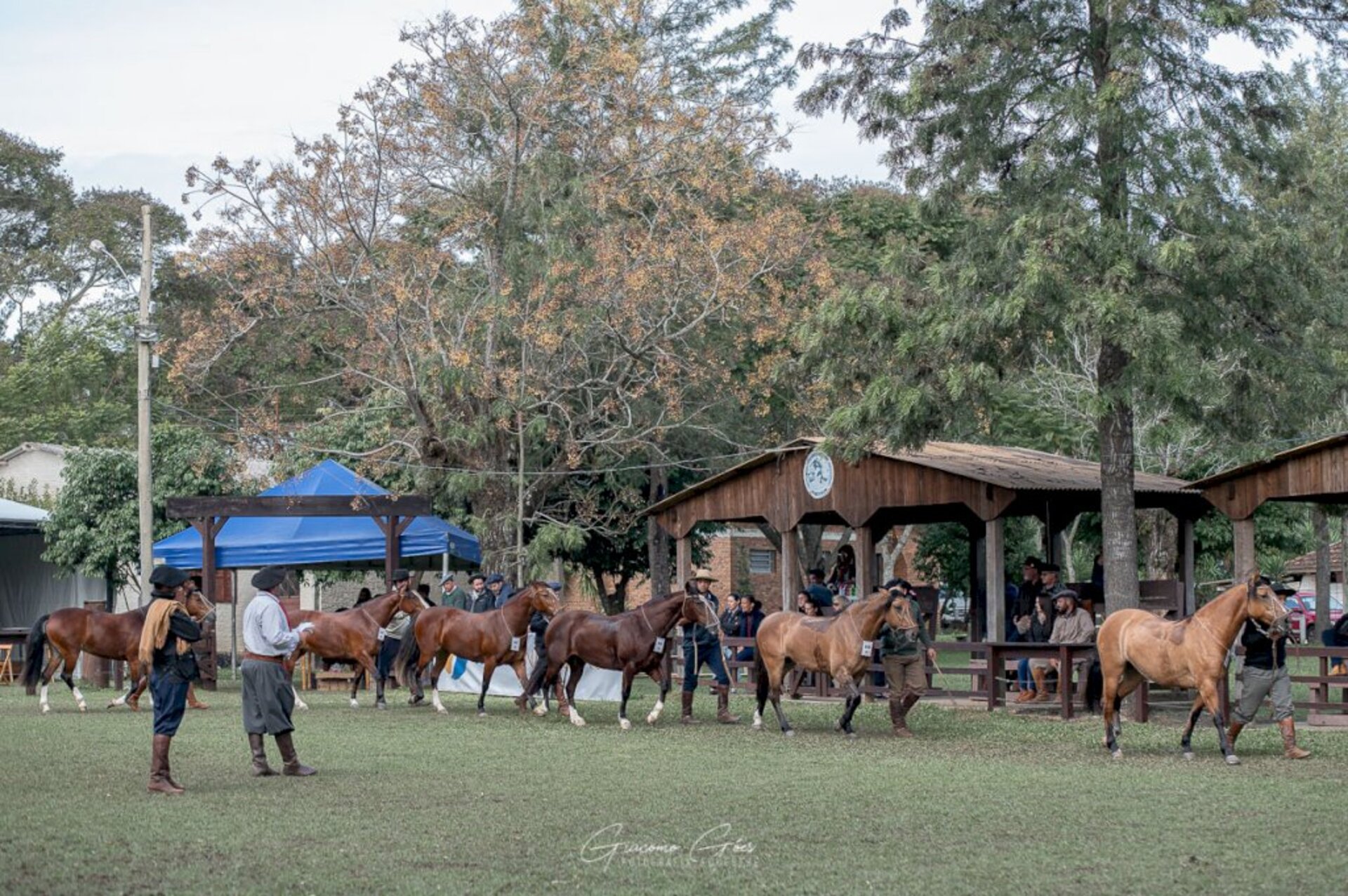 De 80 animais, oito foram classificados pelos jurados