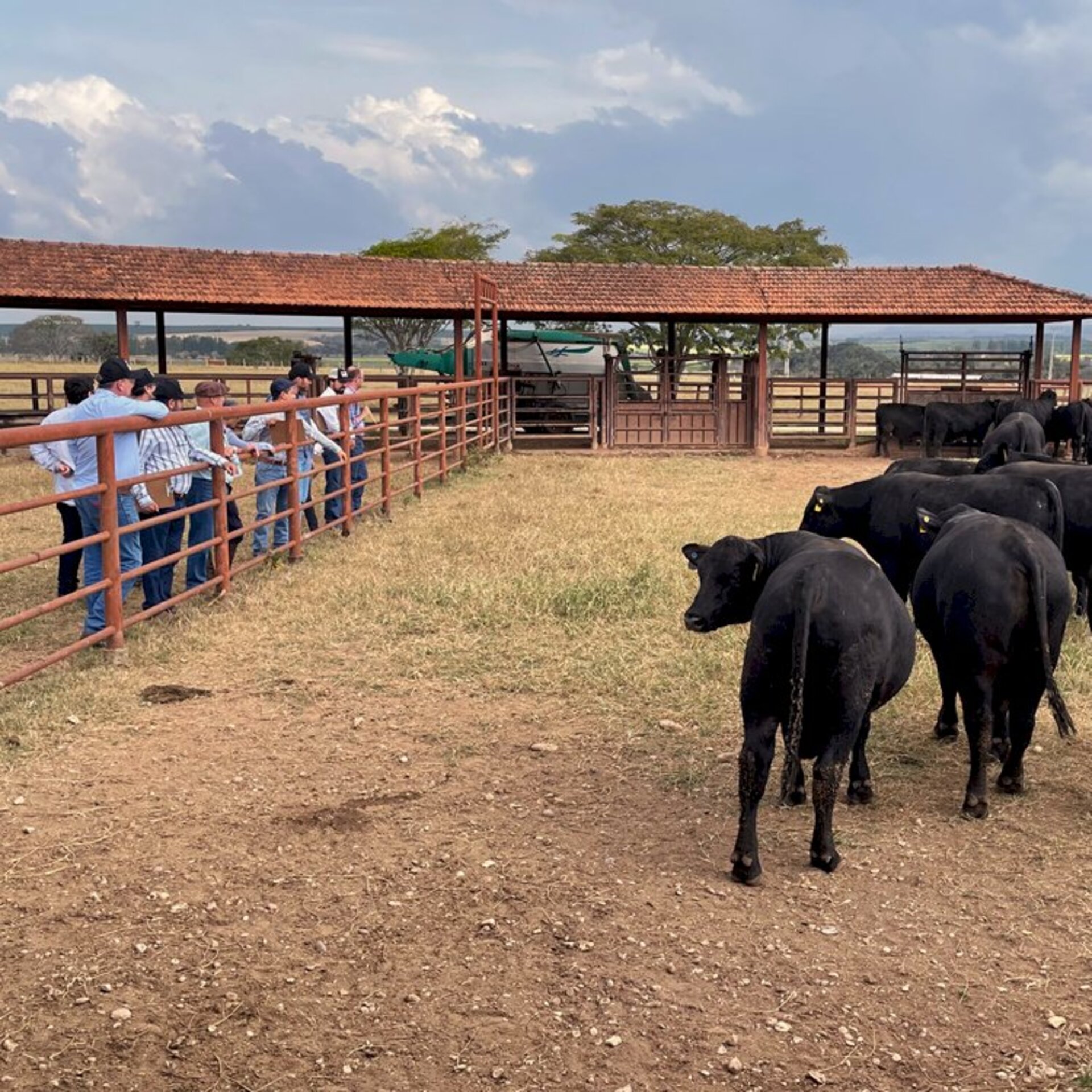 Número de animais genotipados cresceu 154% na geração 2019