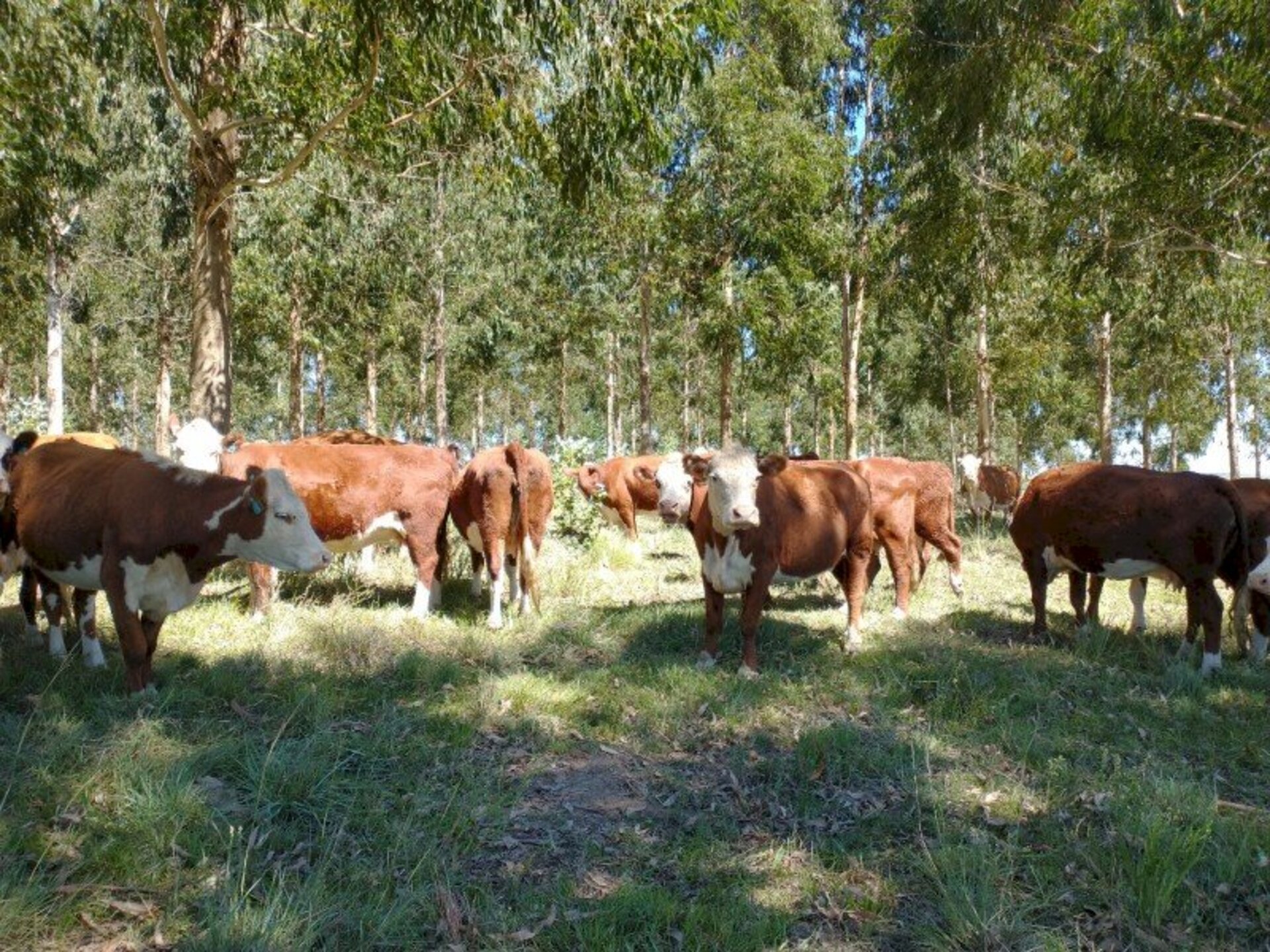 Pecuaristas familiares participam desde 2012 de um projeto de silvicultura, com eucalipto, no campo nativo?