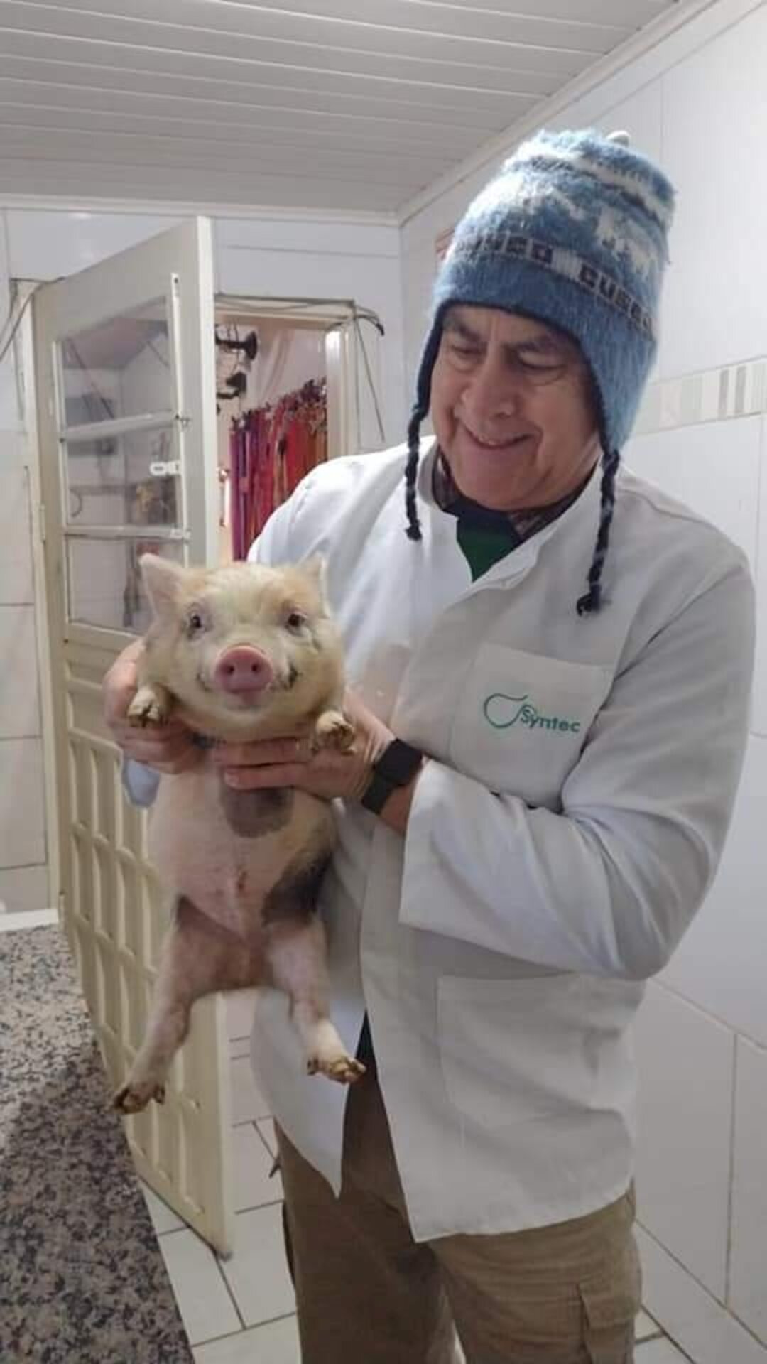 Mini pig e o veterinário Fagundes