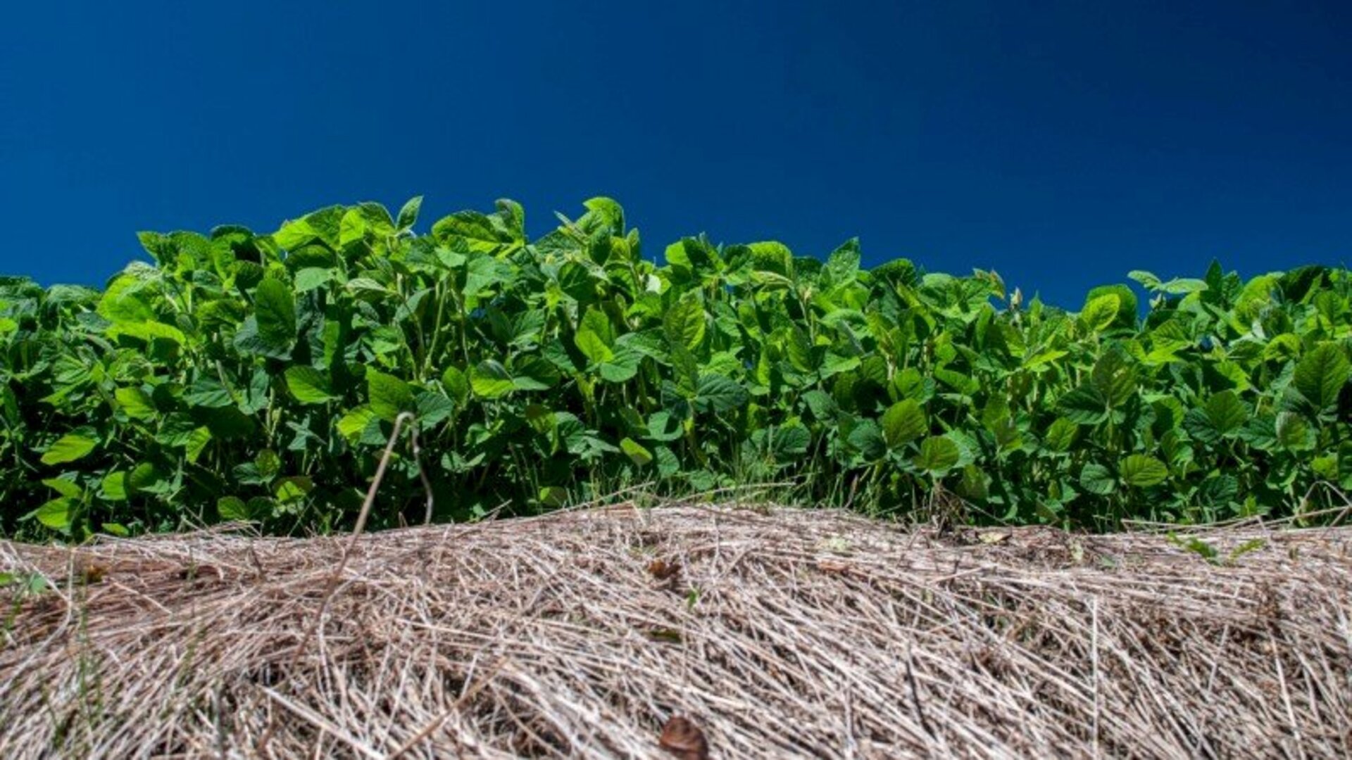 Produtores de soja do Rio Grande do Sul não podem plantar dentro desse prazo