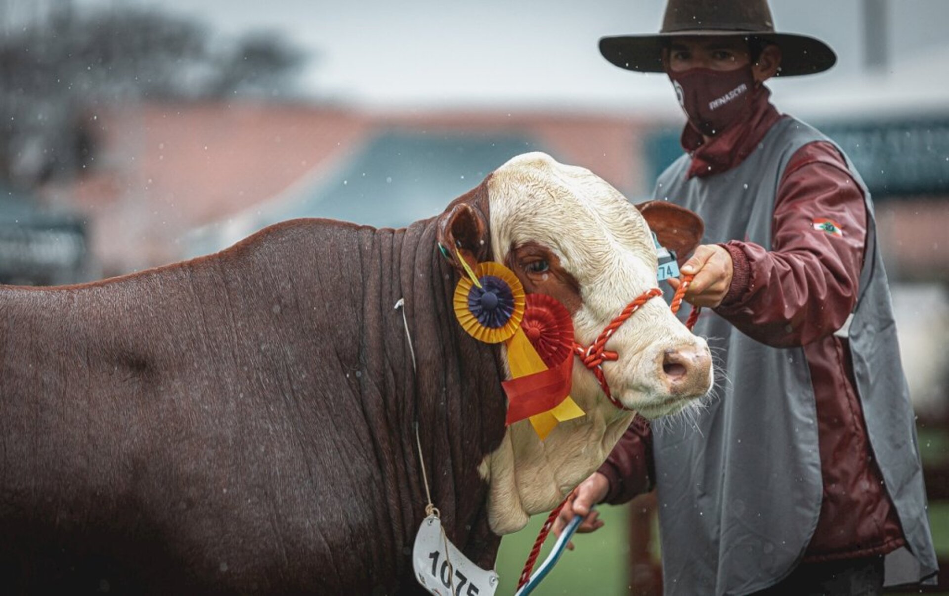 Posantes animais fazem a diferença no Parque Assis Brasil