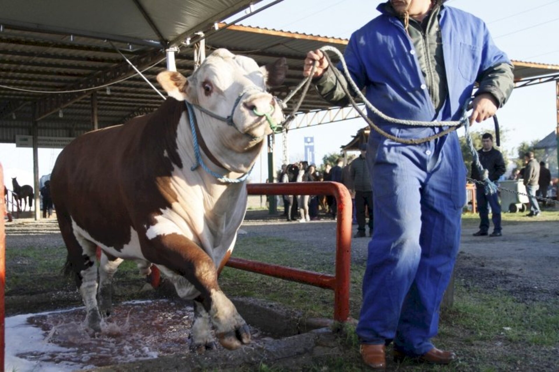 De bovinos de corte haverá 16 raças presentes no Parque Assis Brasil