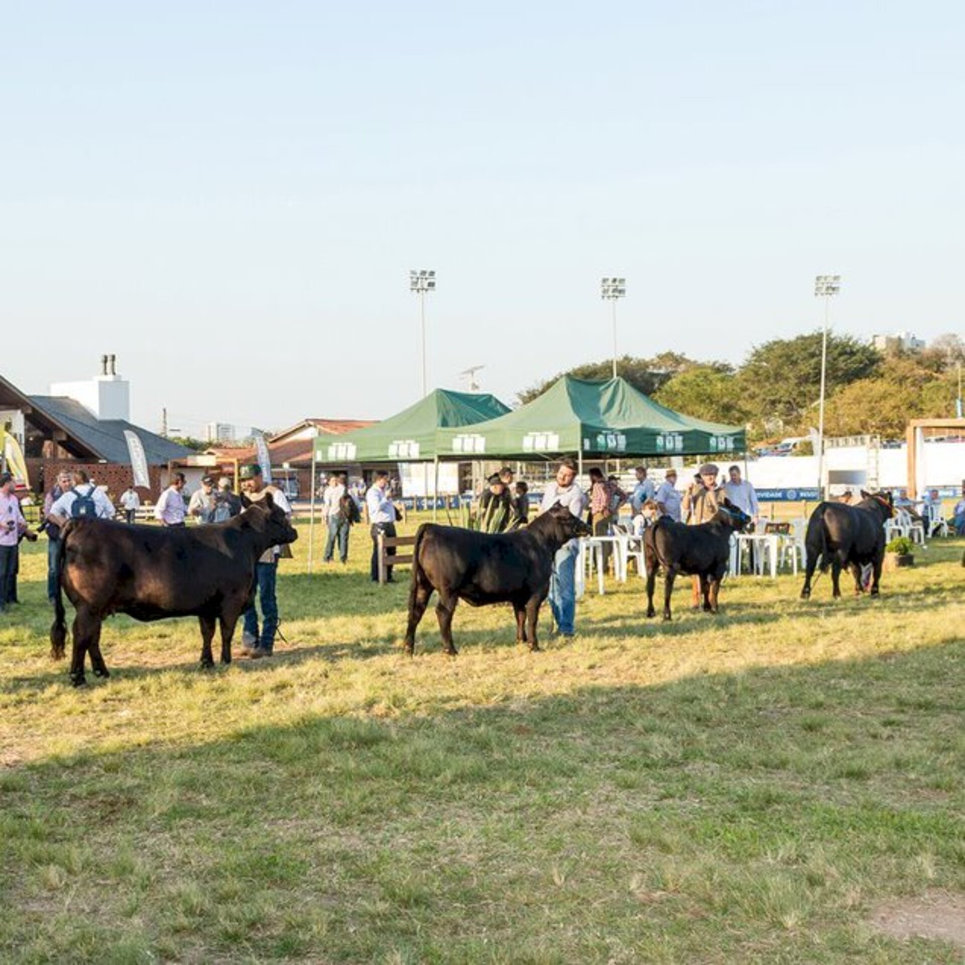 Pujantes animais fazem a diferença na pista, em Esteio