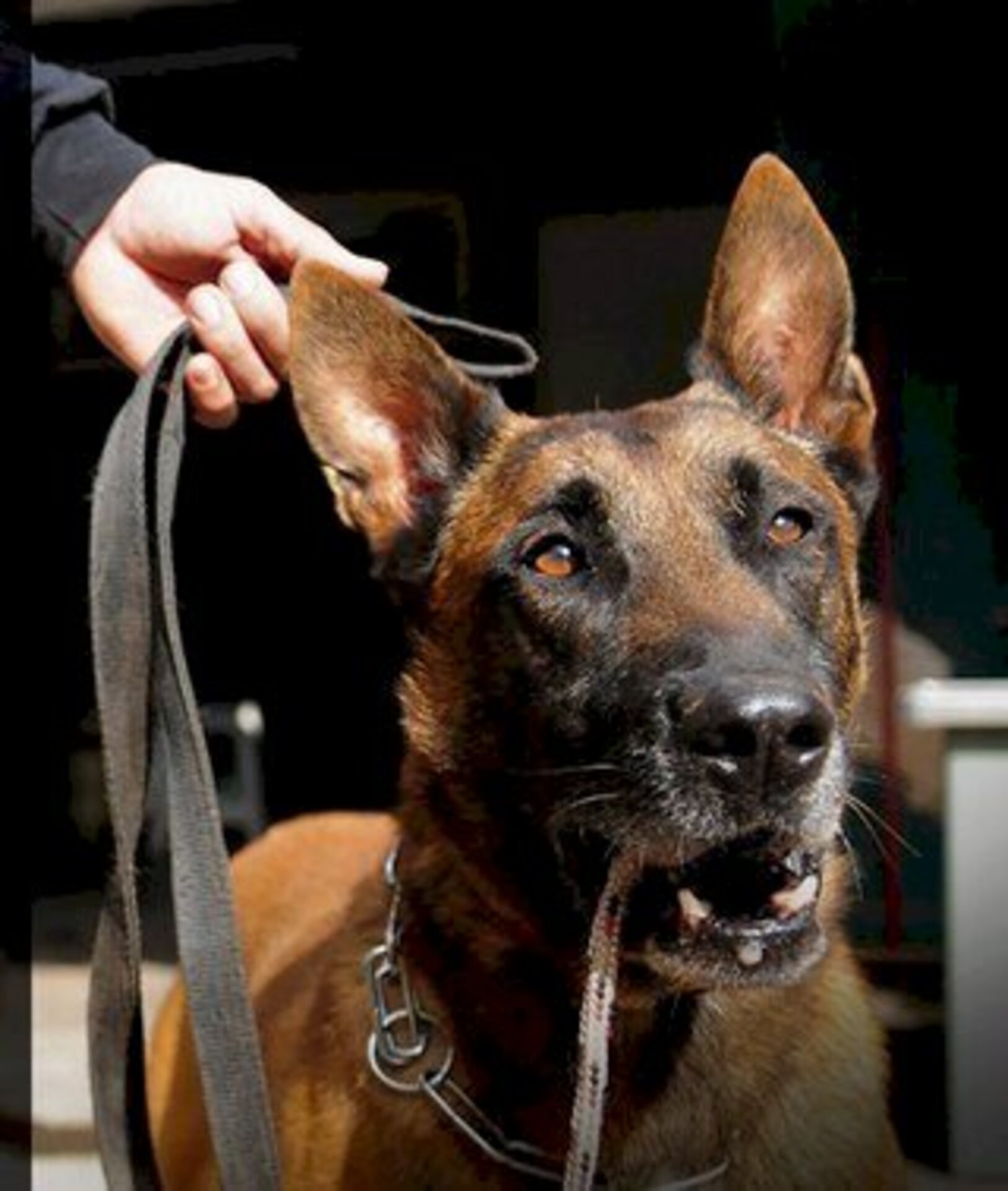 Participantes aprendem sobre a manutenção do treinamento e dos cuidados com os cães