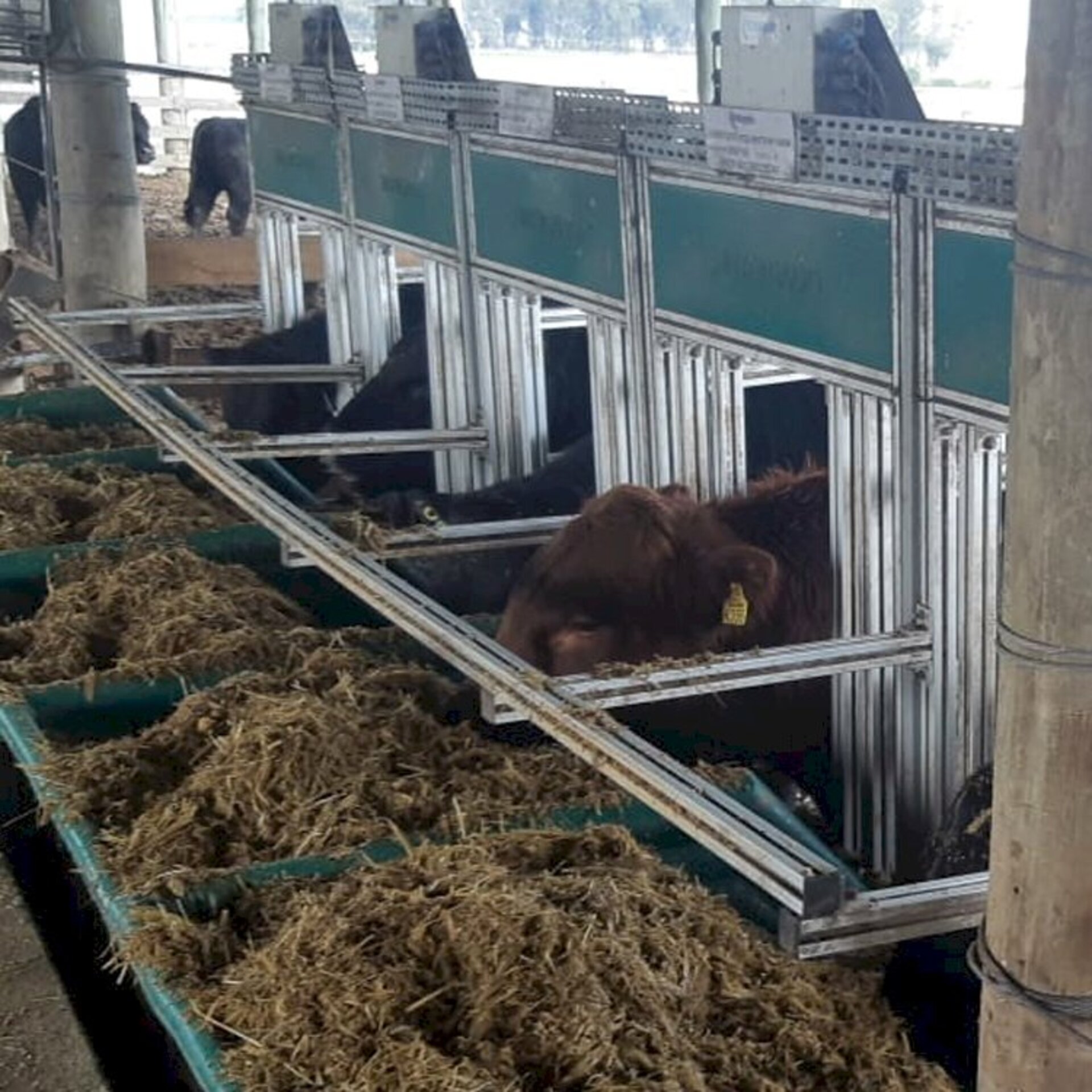Vinte e oito animais participaram da prova na Embrapa Pecuária Sul
