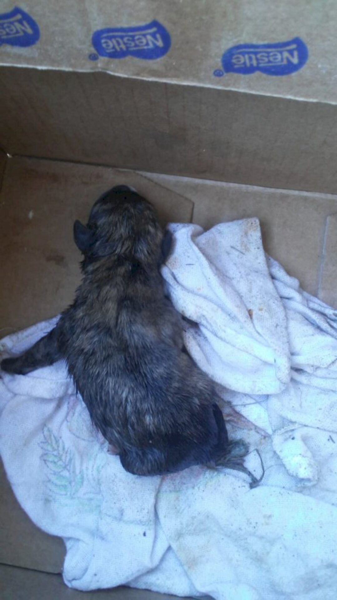 Cachorrinho foi abandonado ontem em um conteiner
