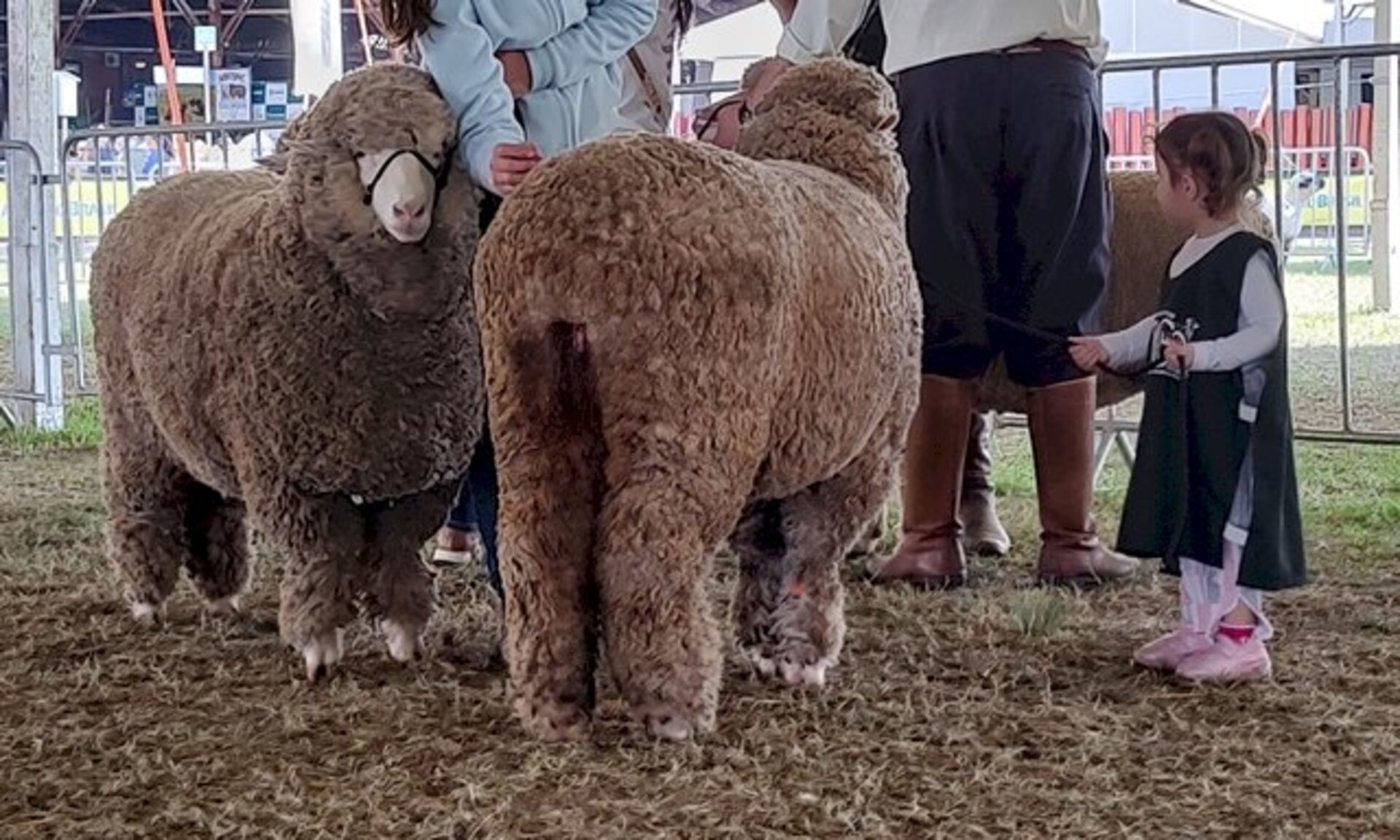 Pequena Ana Beatriz não se intimidou com o tamanho dos ovinos