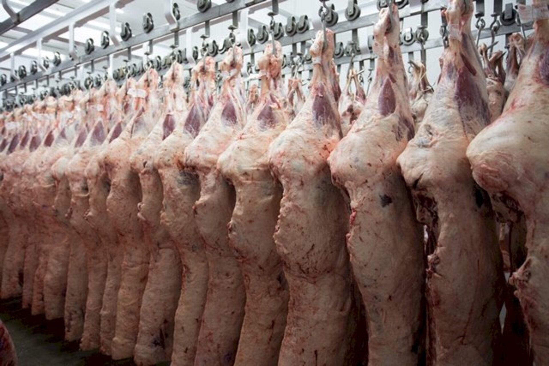 Disputas visam evidenciar o potencial da raça em variados sistemas para produção de carne de qualidade